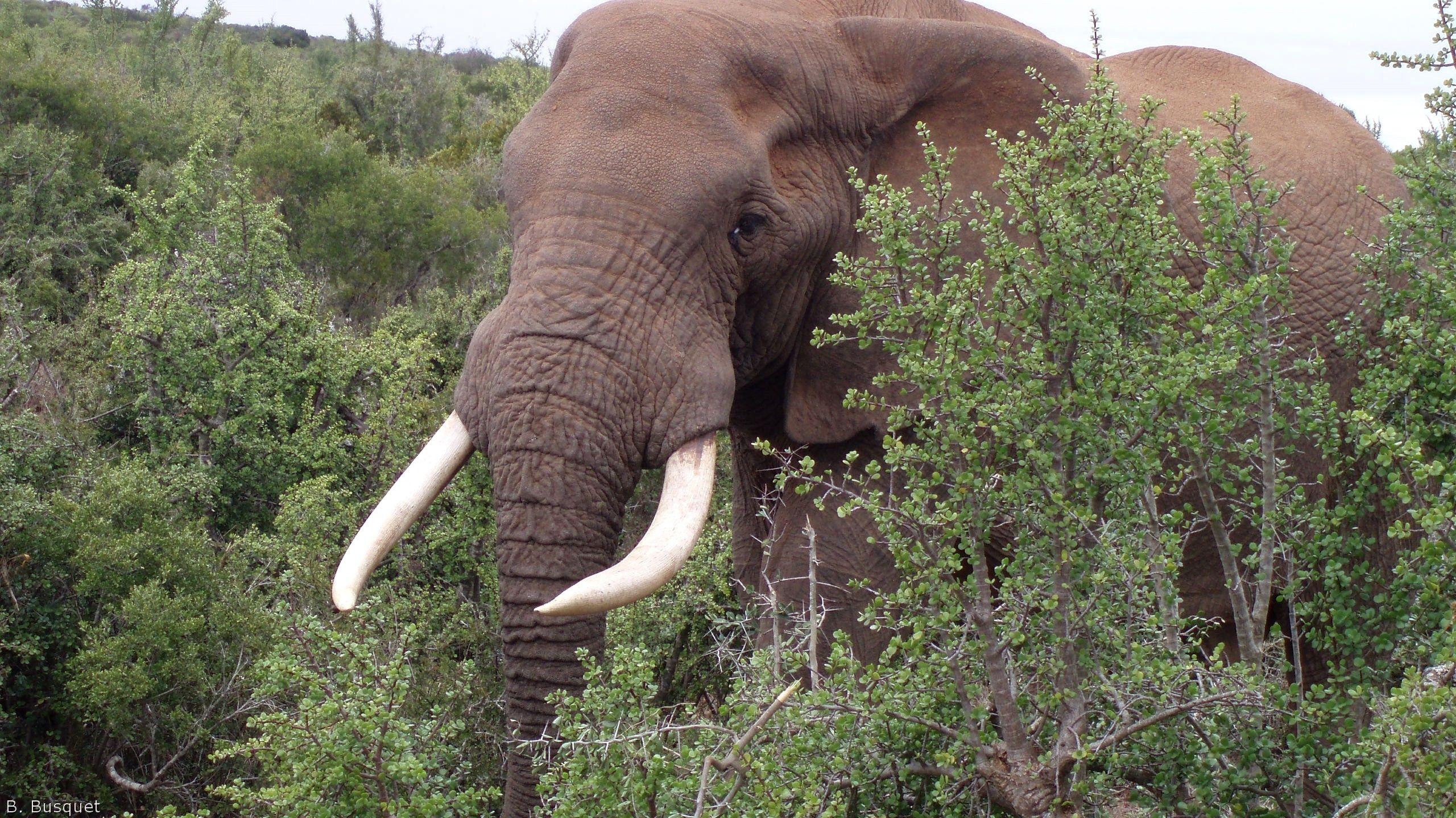 2560x1440 Elephants's HD Wallpaper