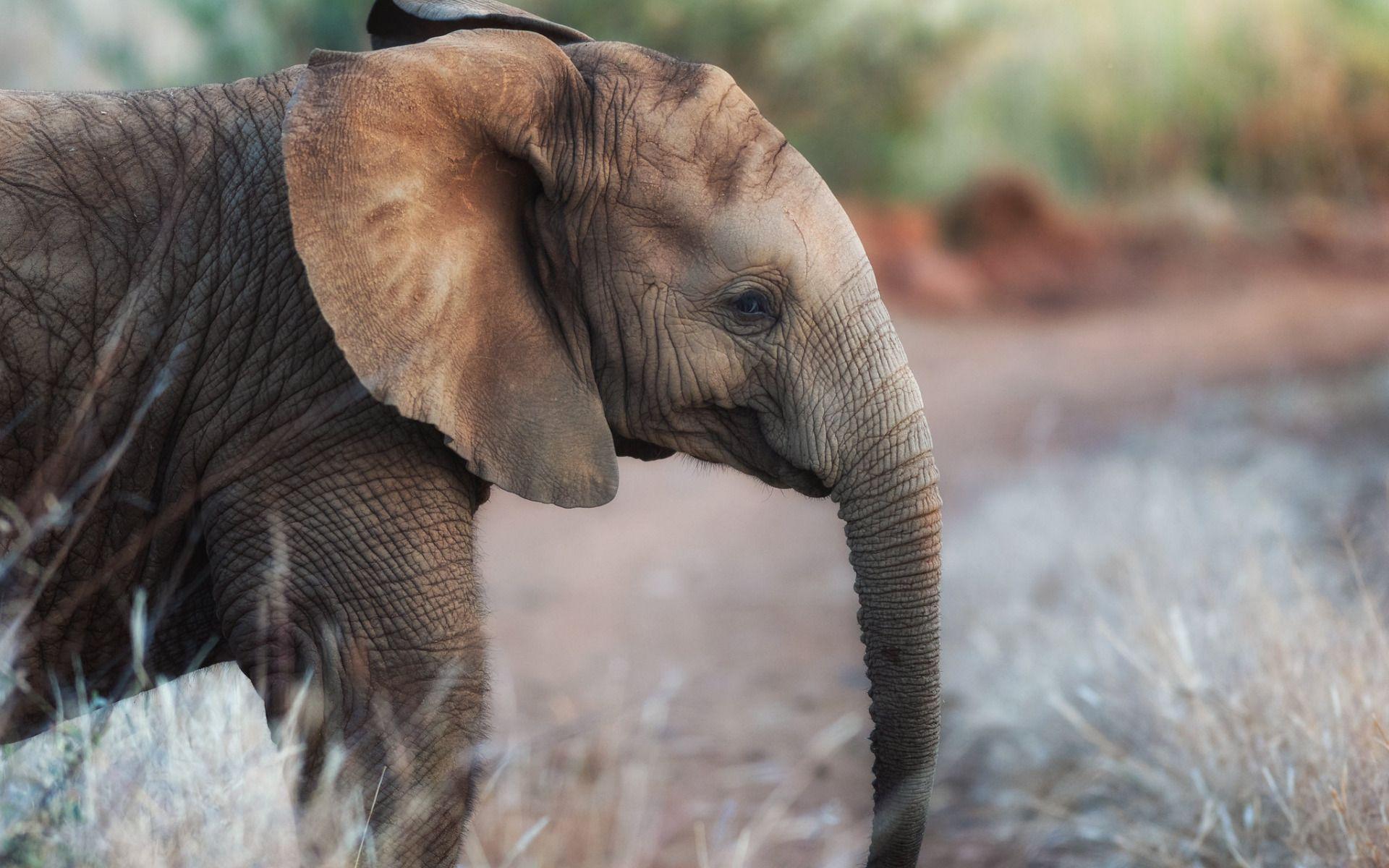 1920x1200 Download wallpaper little baby elephant, evening, cute animals
