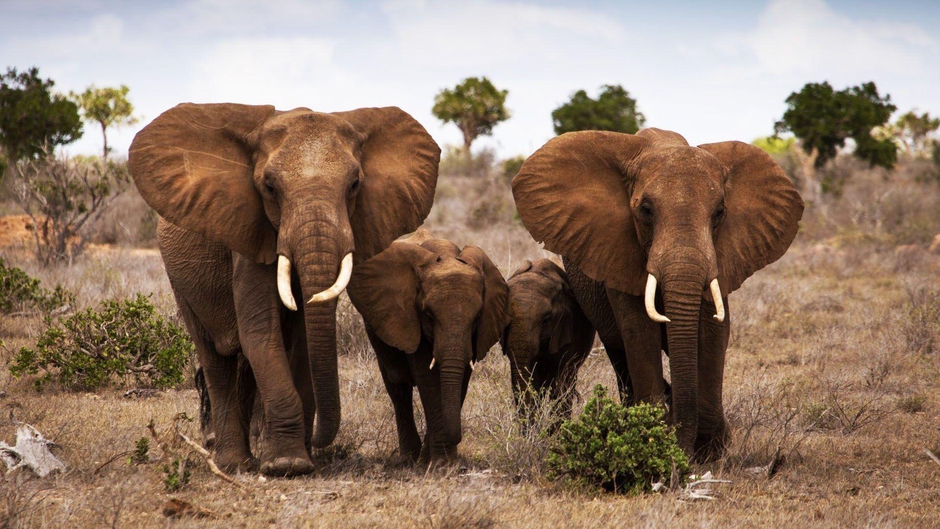1920x1080 Baby Elephant And Mother Full HD With HD Desktop 1920x1080 Px KB