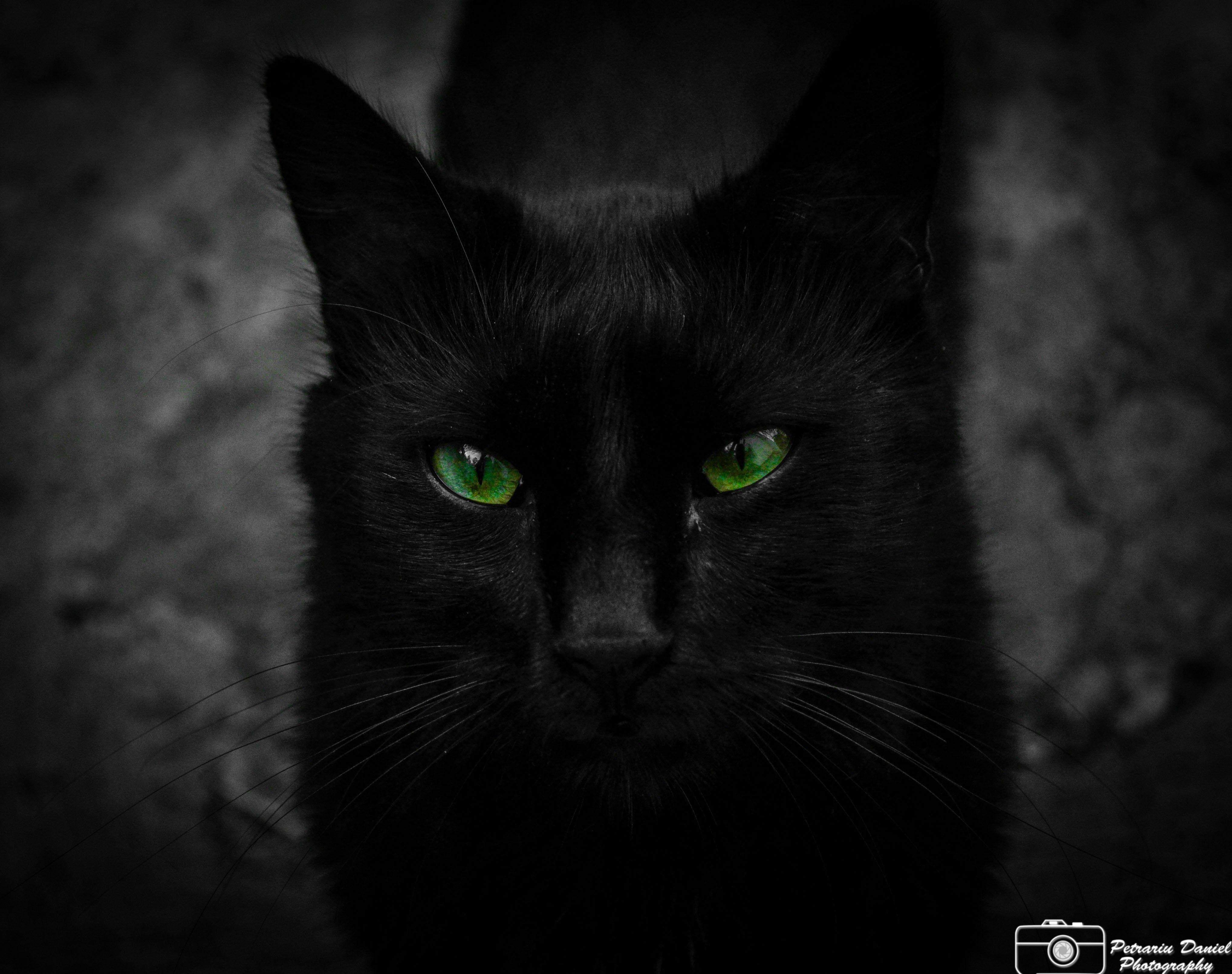 Black Cat Art Wallpapers - Top Free Black Cat Art Backgrounds ...