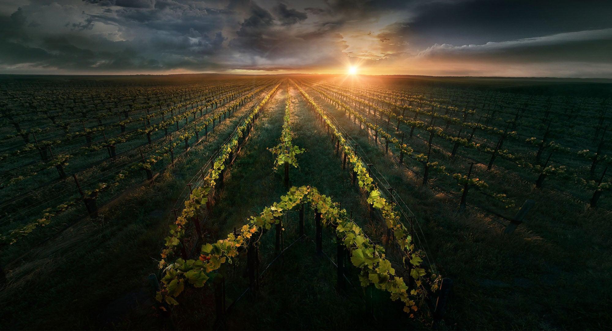 2000x1080 Star Trek: Picard HD Wallpaper