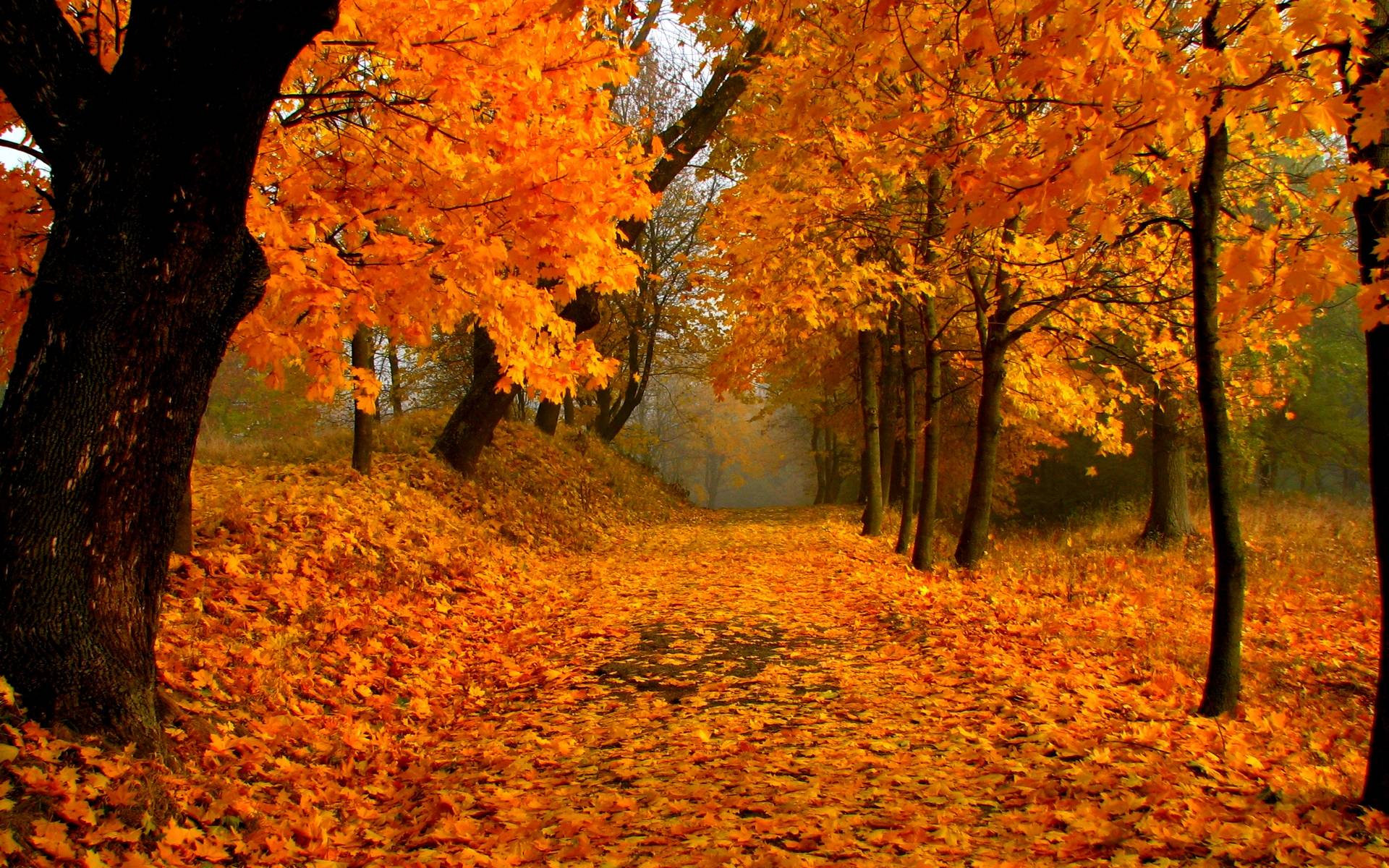 autumn trees scenery wallpaper