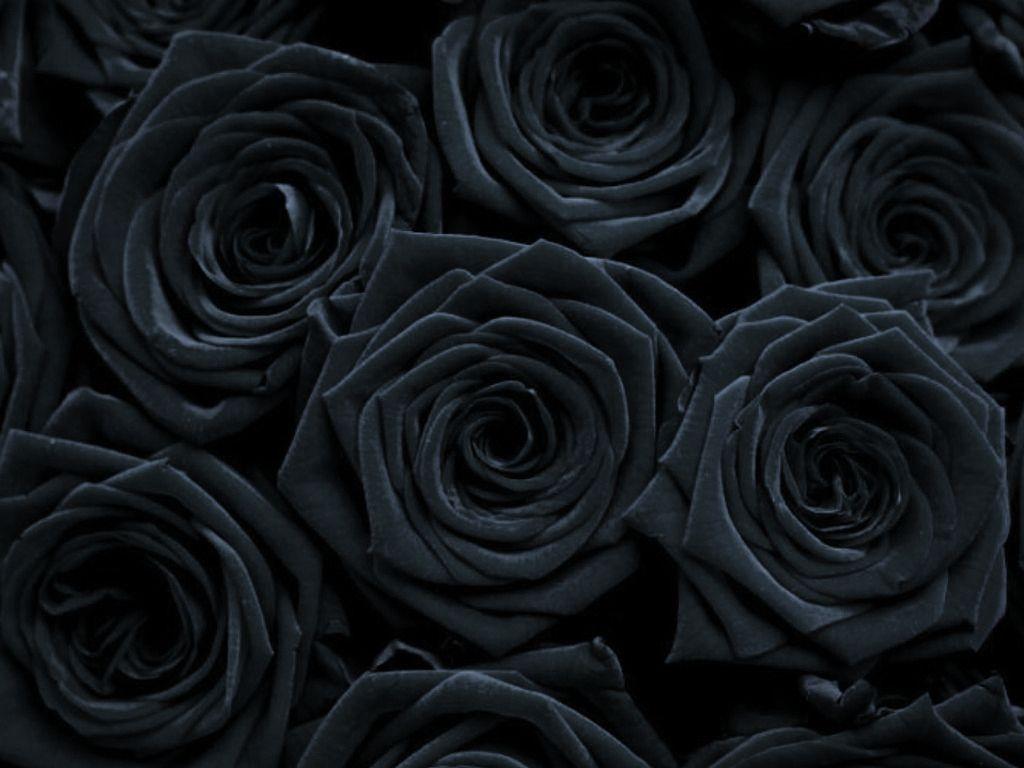 1024x768 Rose Wallpaper Flowerdrop 24322607 1024 768 Gothers.com - Global