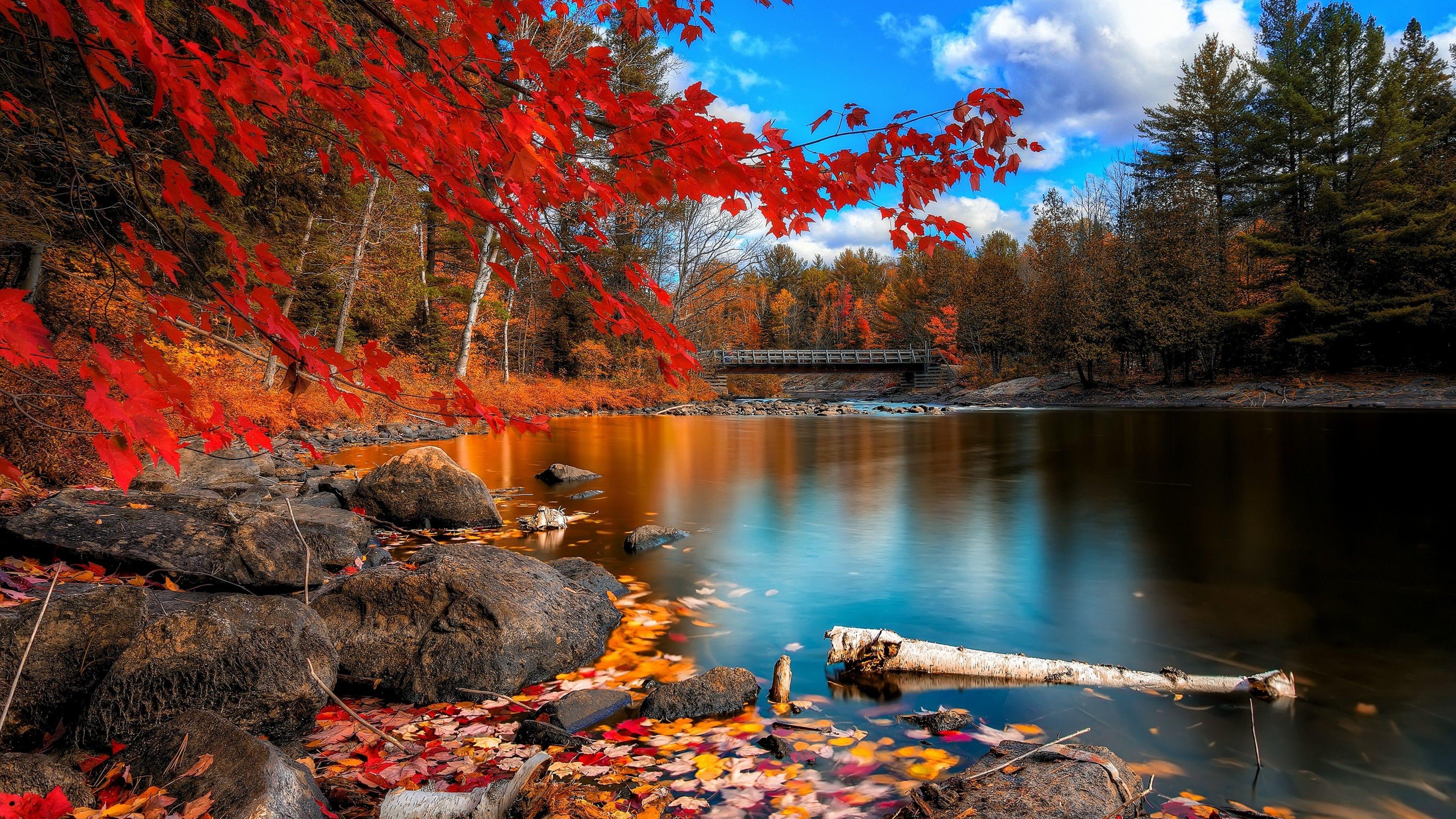 3840x2160 Fall Foliage 720P HD 4k Wallpaper, Image, Background