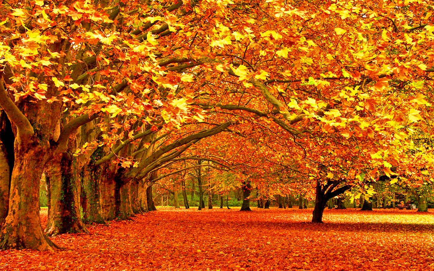 Fall Scenery Wallpapers - Top Free Fall Scenery Backgrounds ...