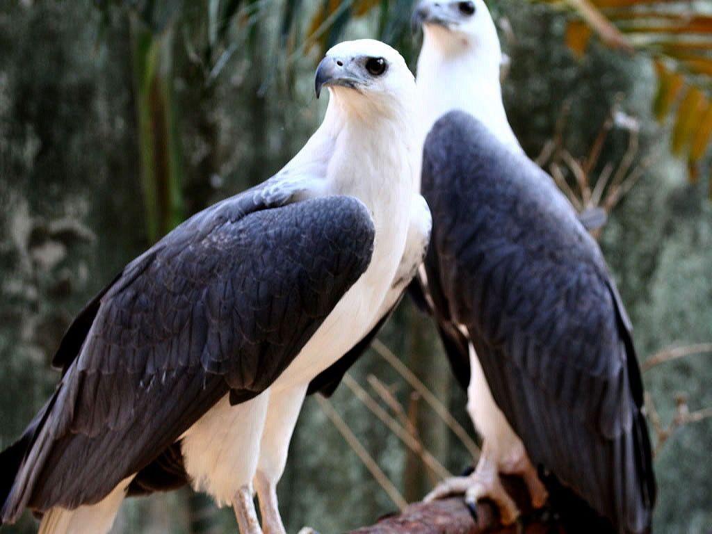 1024x768 Free HD Wallpaper: Langkawi Eagles wallpaper