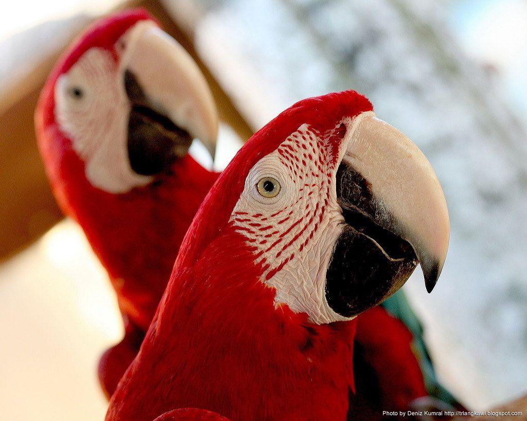 1024x819 langkawi parrots wallpaper1280x1024. FREE WALLPAPERS CLICK