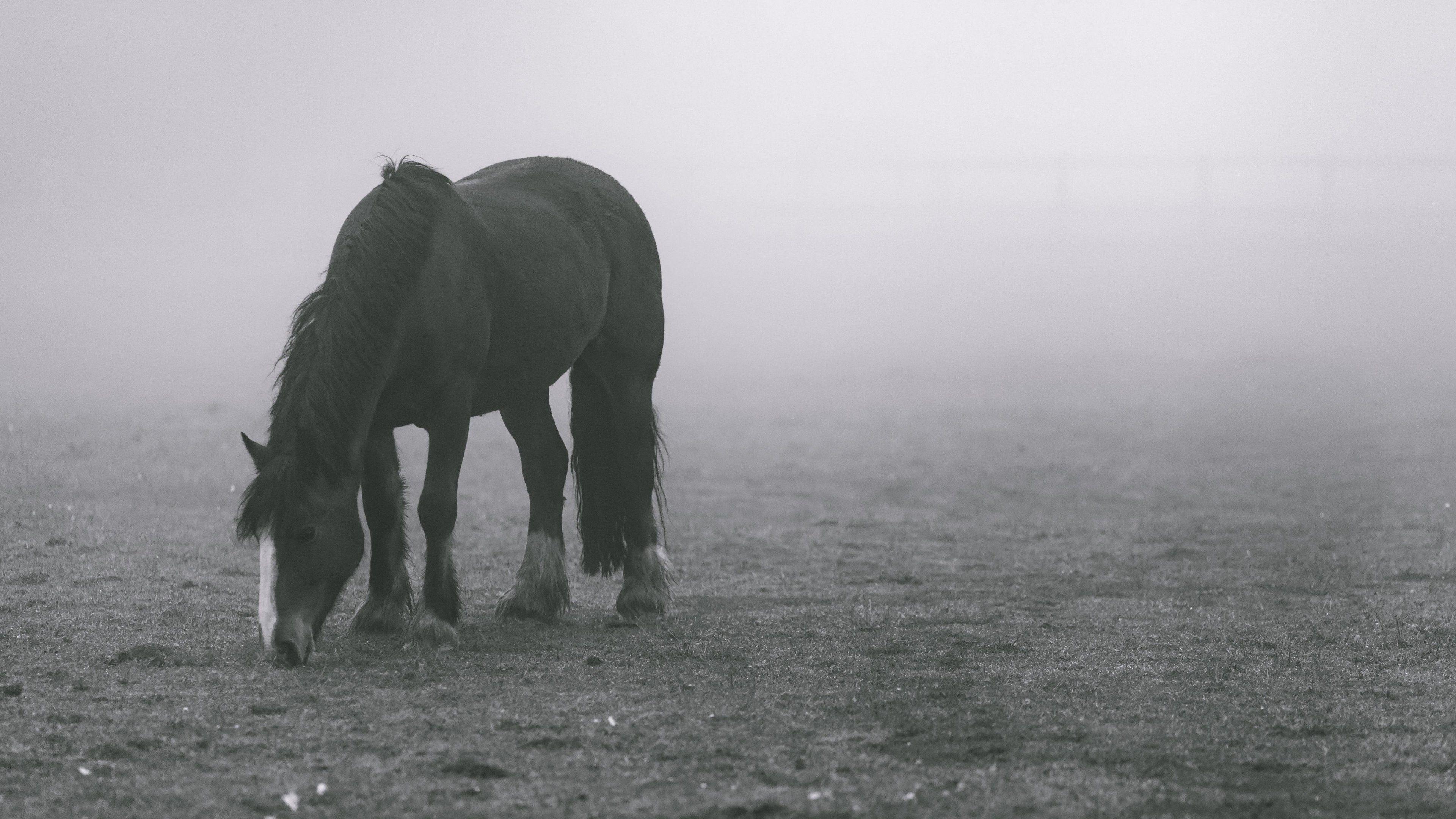 3840x2160 Horse in Fog Wallpaper, Android & Desktop Background