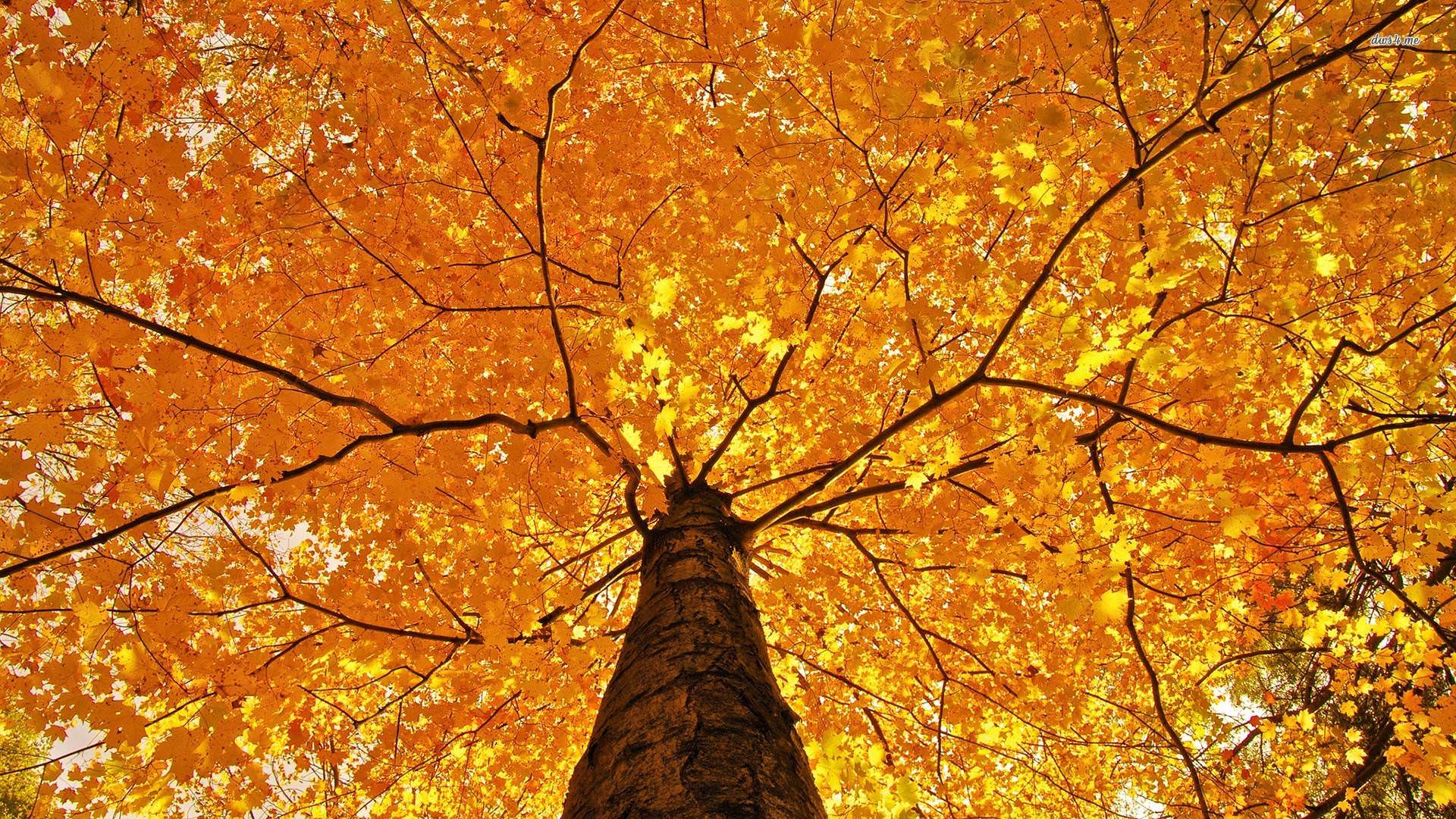 Hình nền HD 1920x1080 Autumn Tree.  Hình nền HD mới nhất