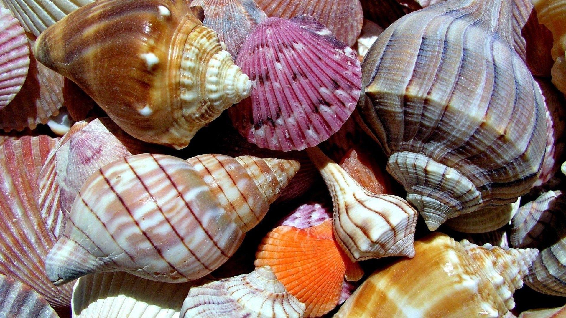 1920x1080 Shell Museum Archives Island Resort - 'Tween Waters Inn