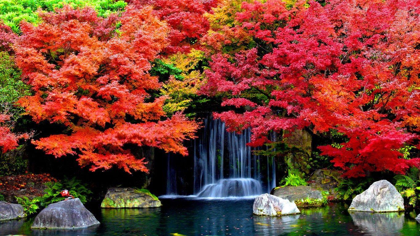 1366x768 Waterfall: Casades Trees Garden Fall Foliage Waterfall Autumn Lovely