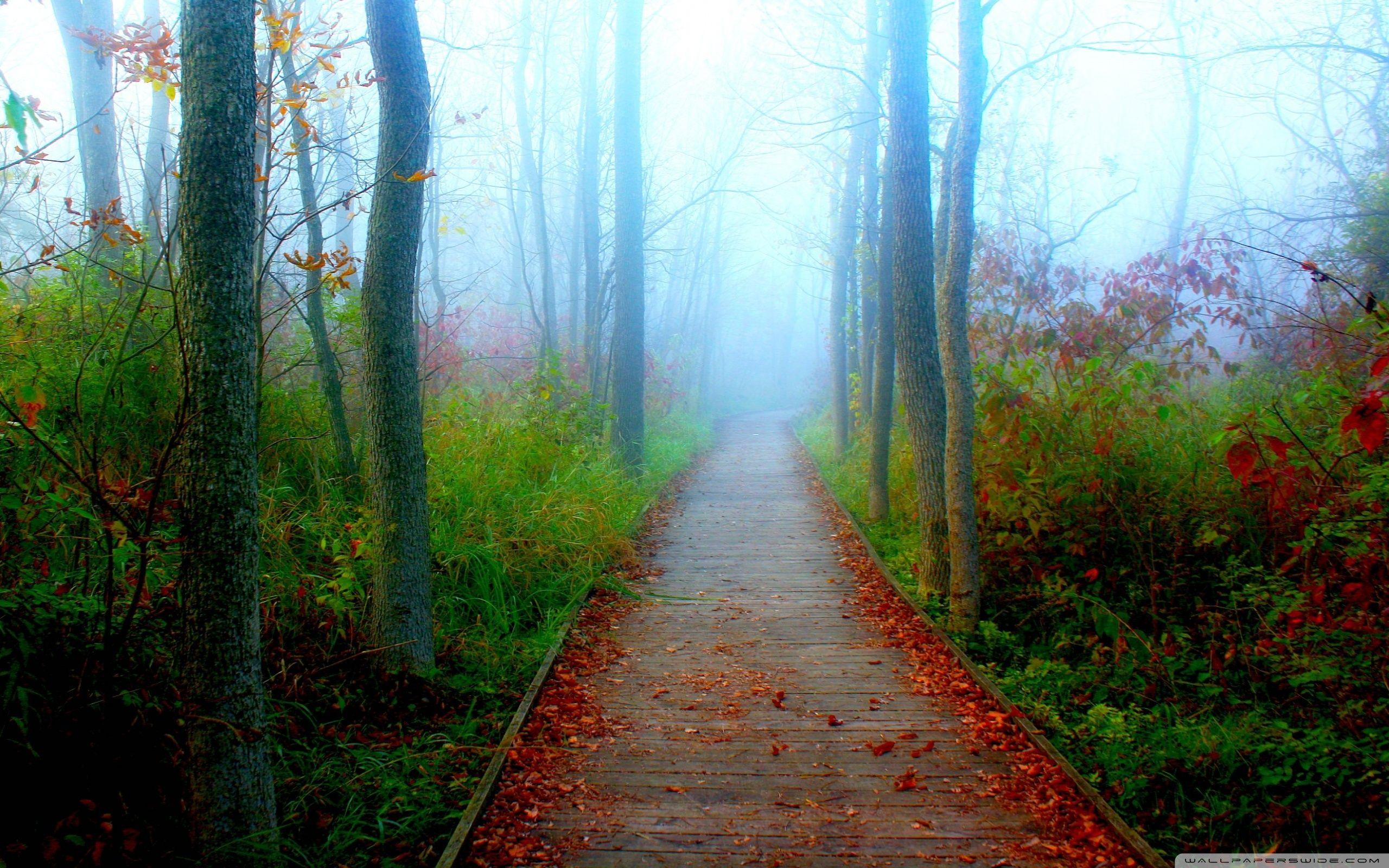 2560x1600 A Fall Adventure In The Wisconsin Woods Ultra HD Desktop