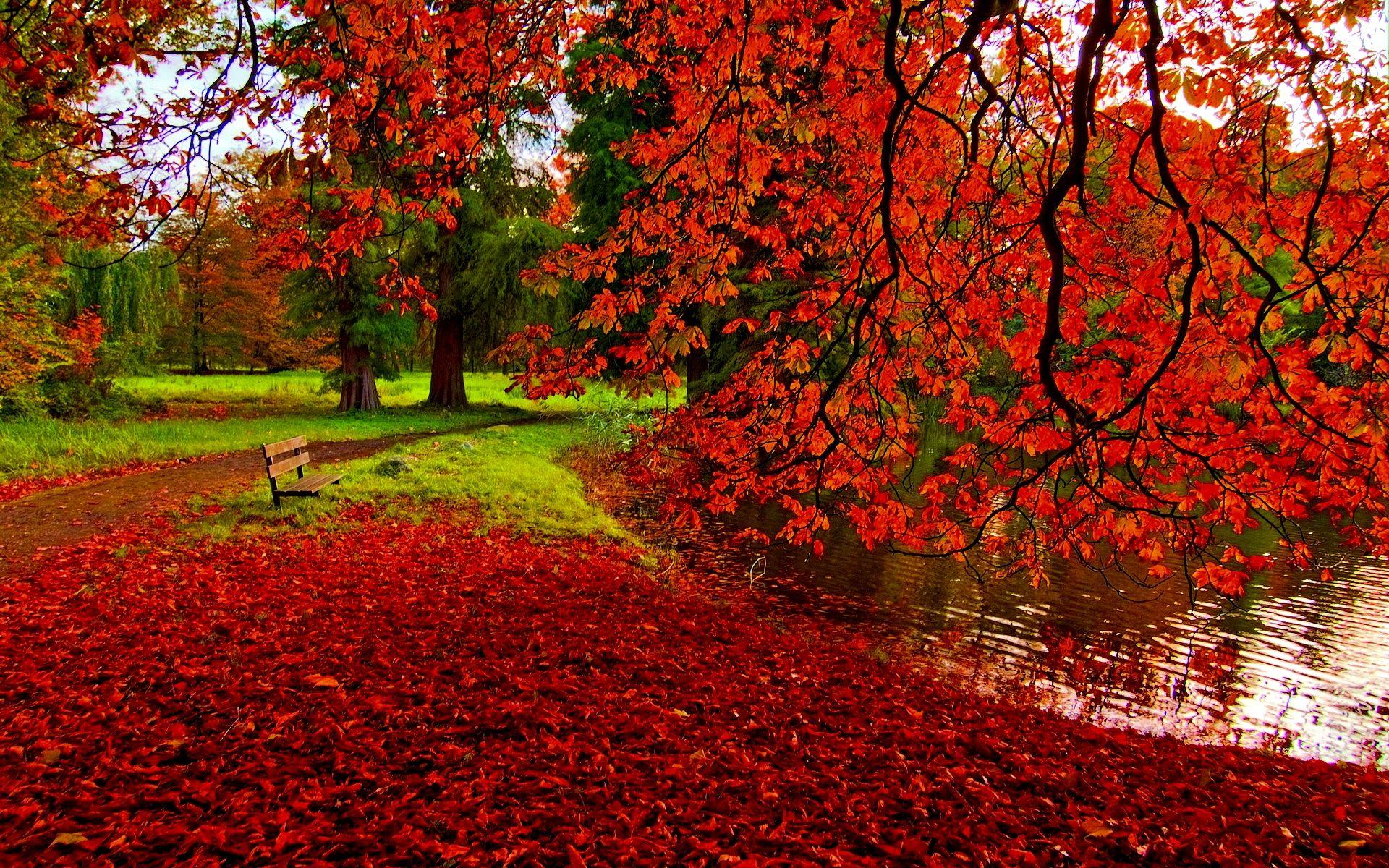 Hình nền HD 1920x1200 Fall Foliage