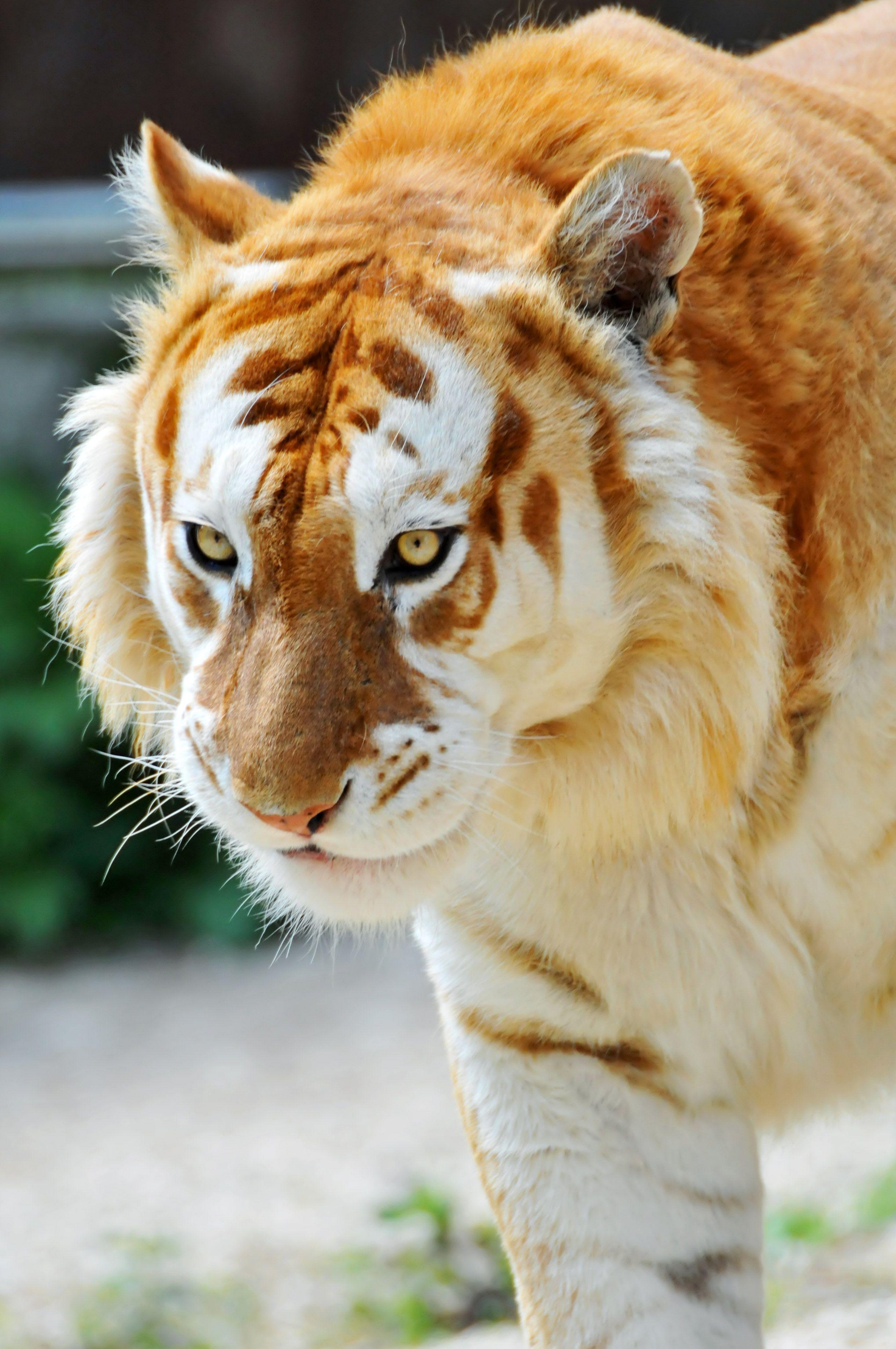 Liger Wallpapers - Top Free Liger Backgrounds - WallpaperAccess