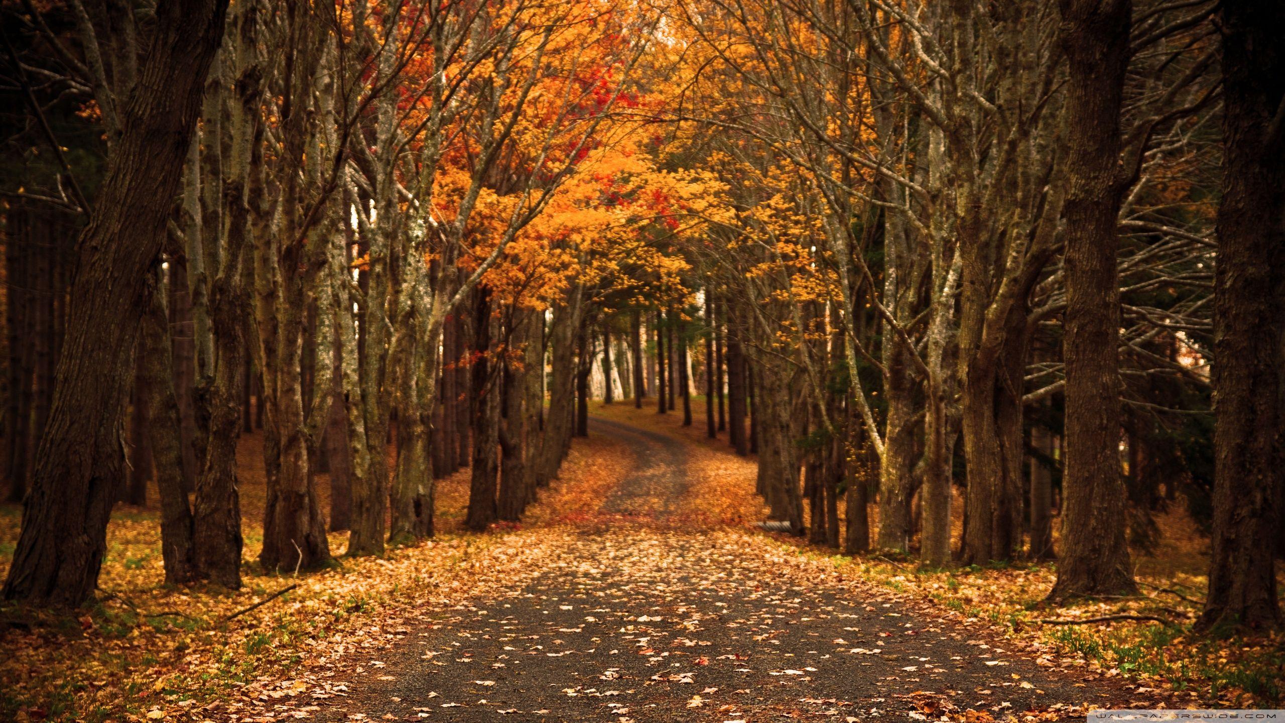 Autumn Hd Wallpapers 1080p