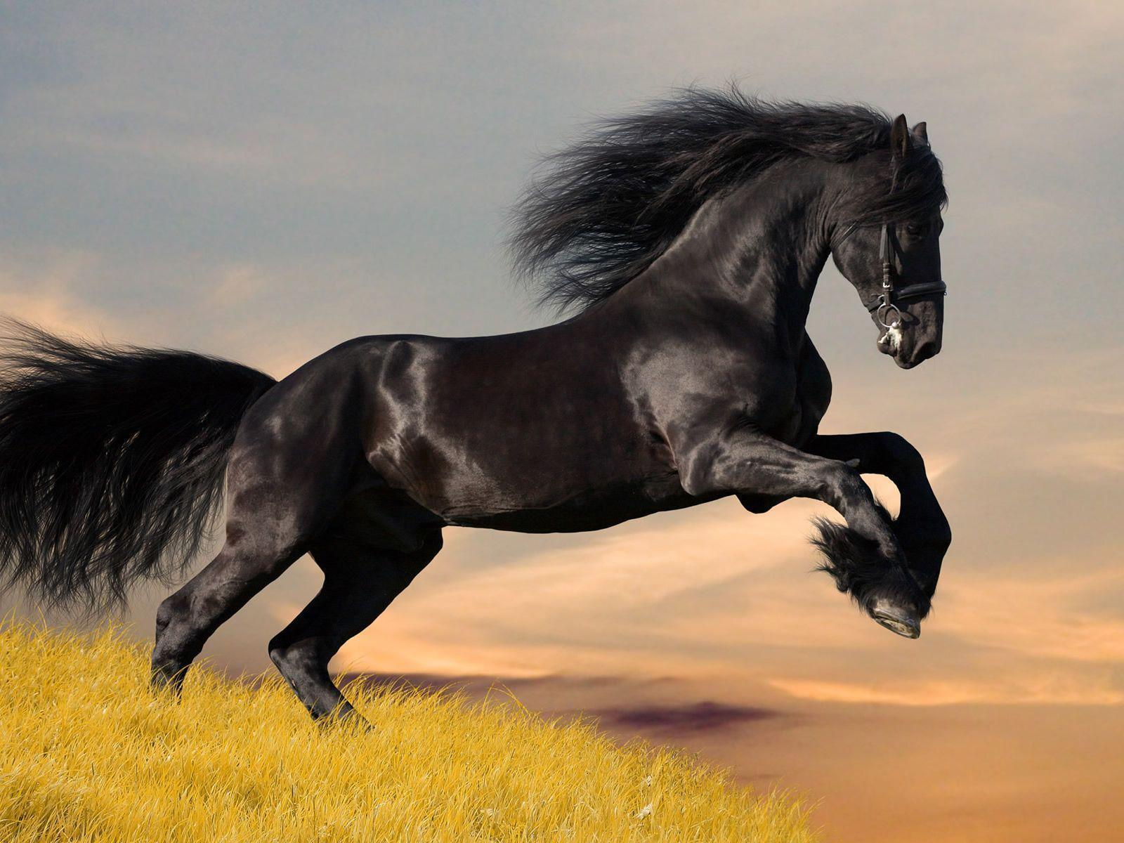 1600x1200 Black Horse Wallpaper