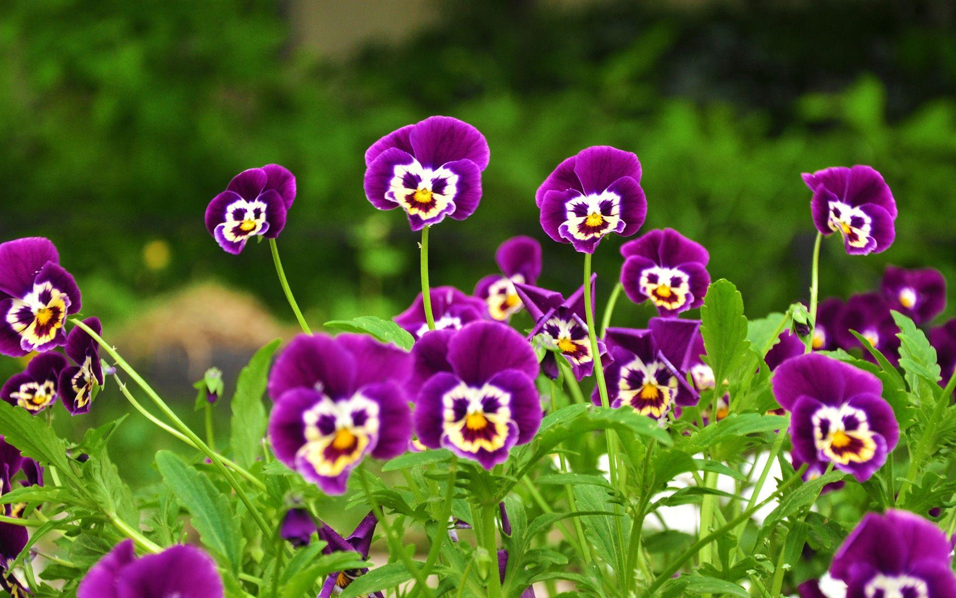 1920x1200 Botany Wallpaper