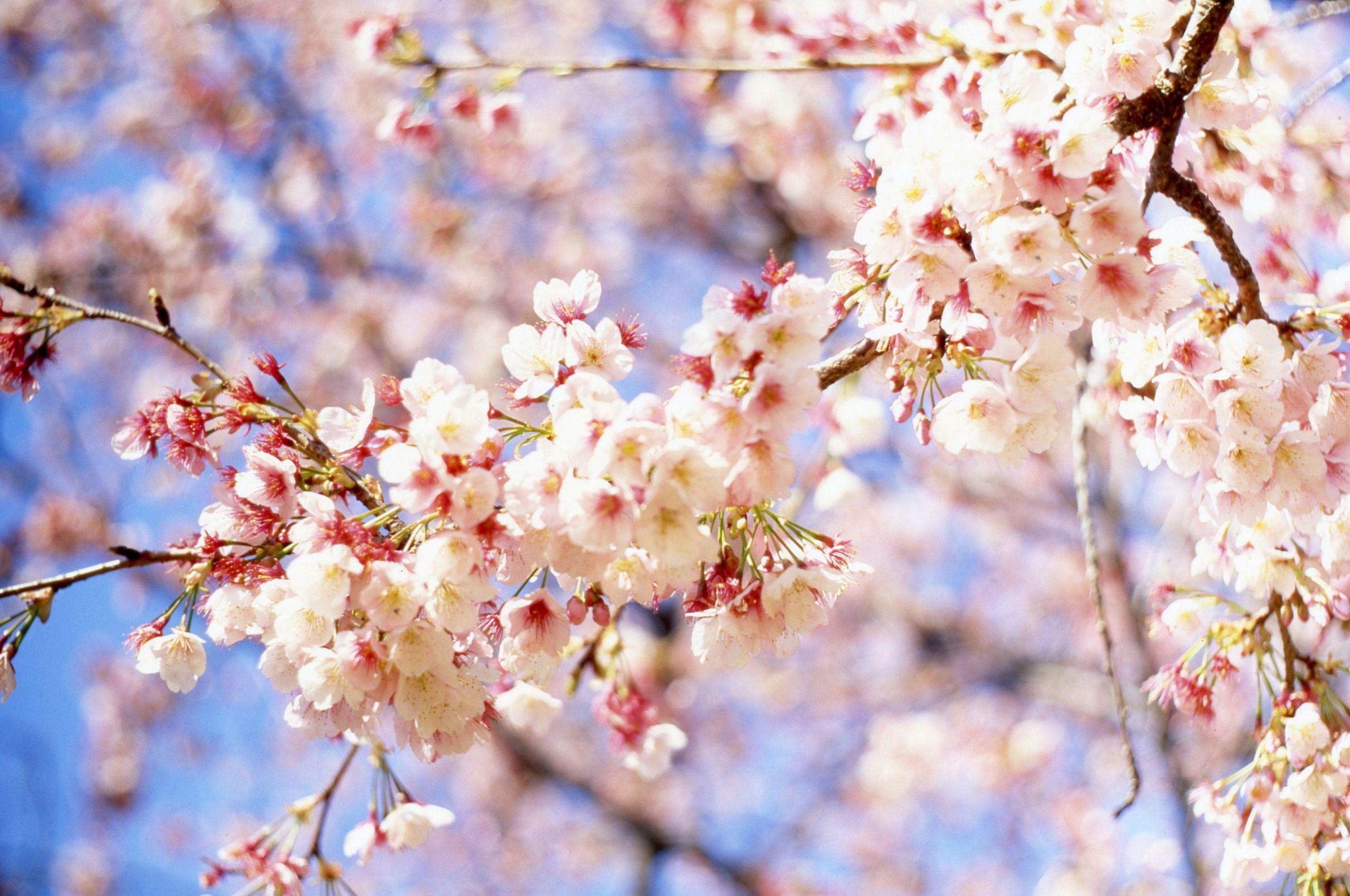 2560x1700 Free download Cute Floral Spring 4K Wallpaper 4K Wallpaper