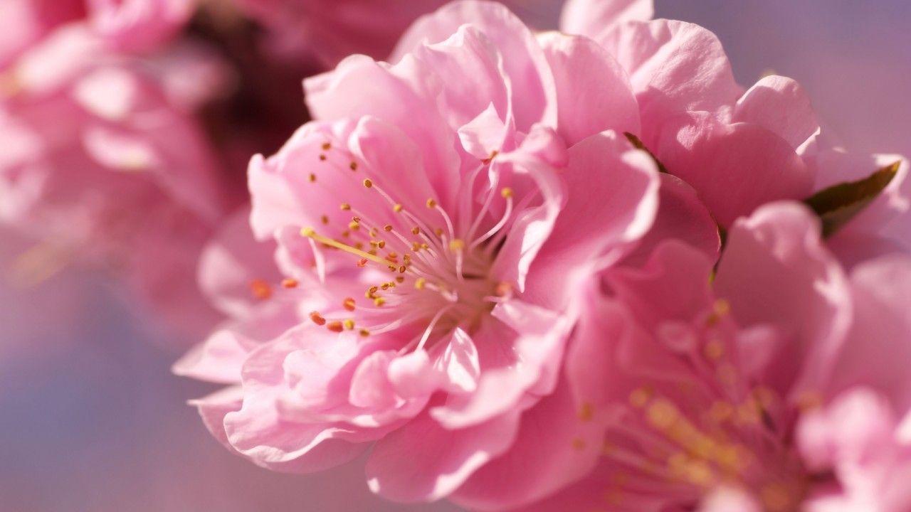 1280x720 sakura, 4k, HD wallpaper, pink, spring, flower (horizontal). Most