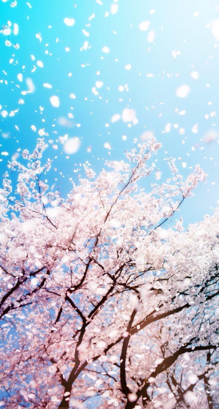 716x1334 Spring Wallpaper 1080p