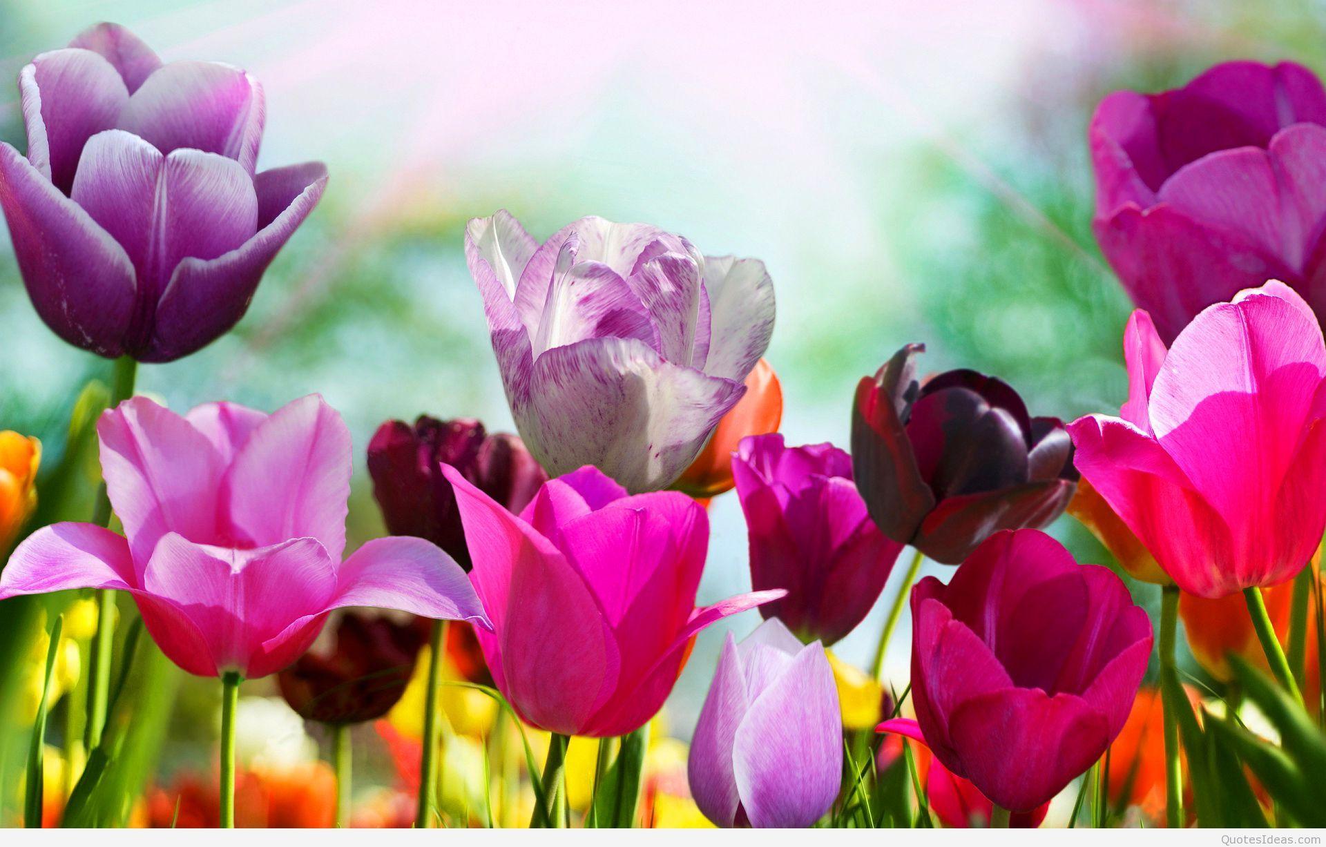 1920x1227 Spring Wallpaper HD download free