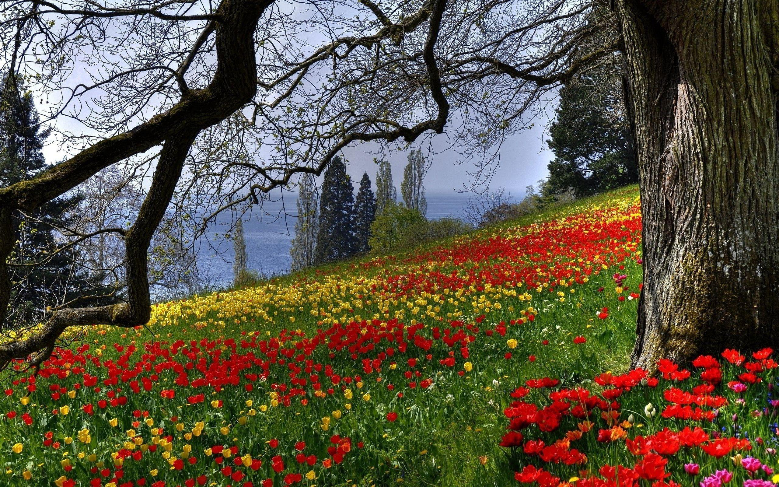 2560x1600 spring wallpaper red flowers Desktop Wallpaperk HD