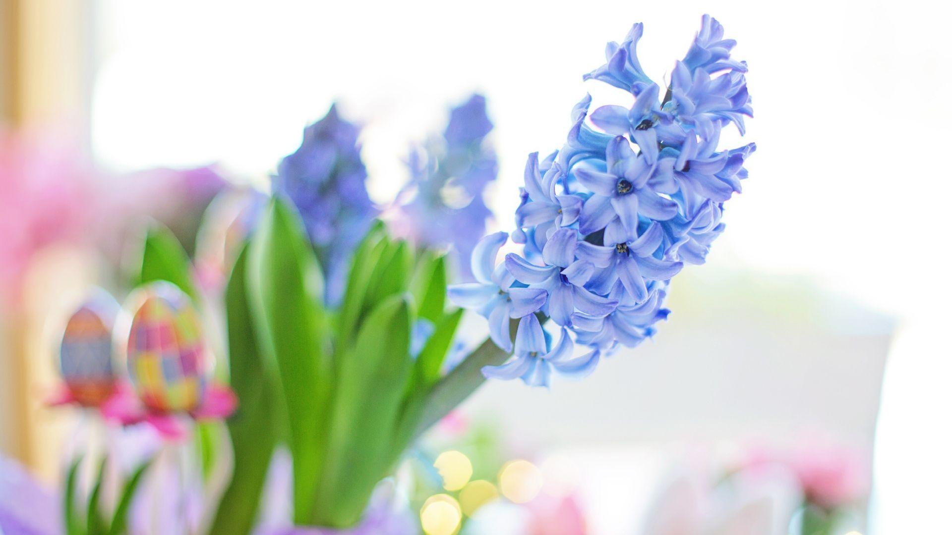 1920x1080 Easter 2020 Blue Hyacinth Flower, Spring Wallpaper File HD
