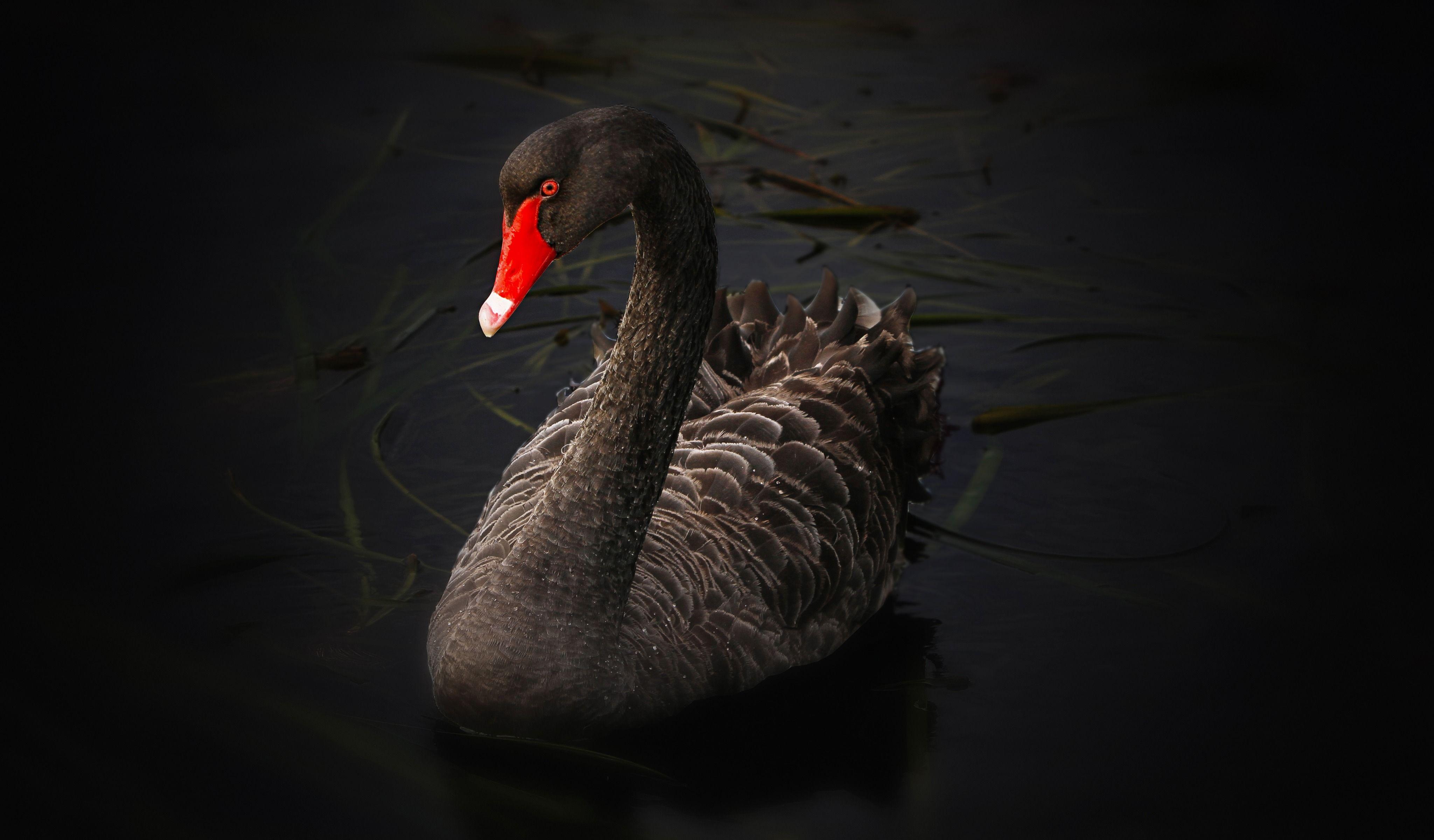 4096x2400 Black Swan 4K Ultra HD Desktop Wallpaper. HD Wallpaper, HD