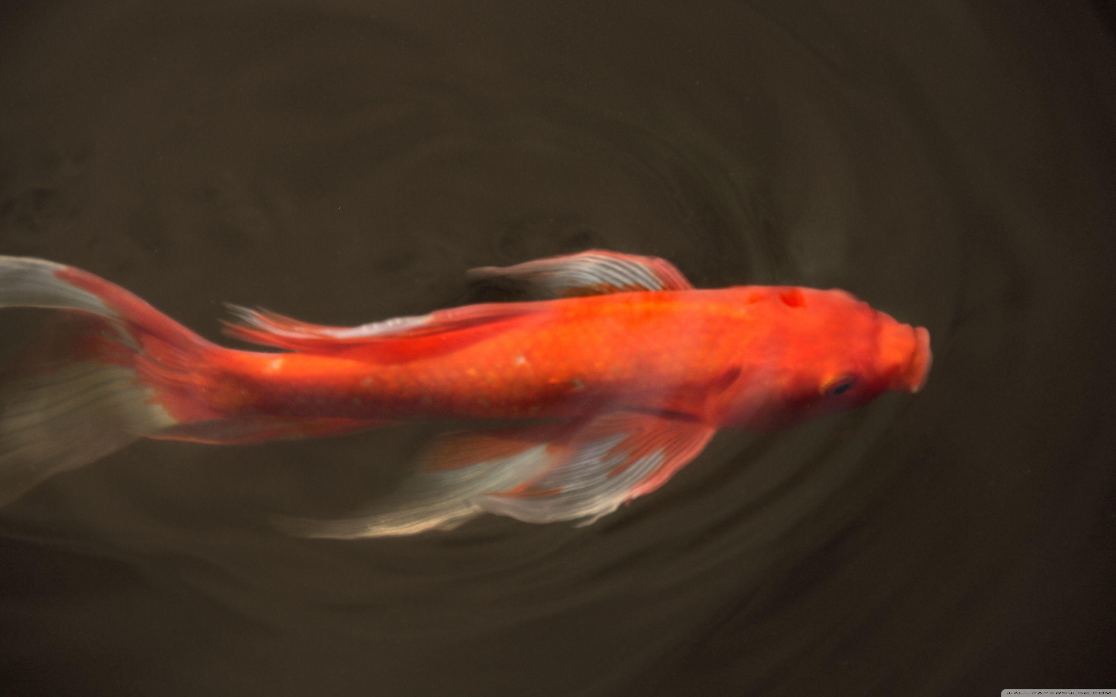 3840x2400 Koi Fish Ultra HD Desktop Background Wallpaper for 4K UHD TV
