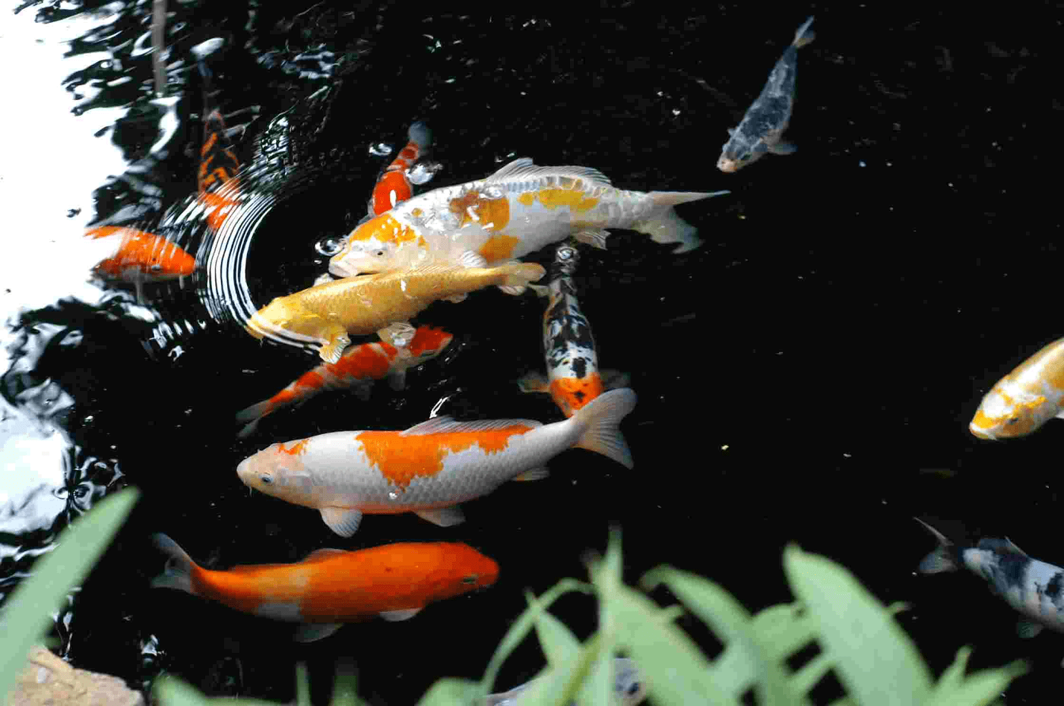 1542x1024 Free download fish and beautiful background make koi live