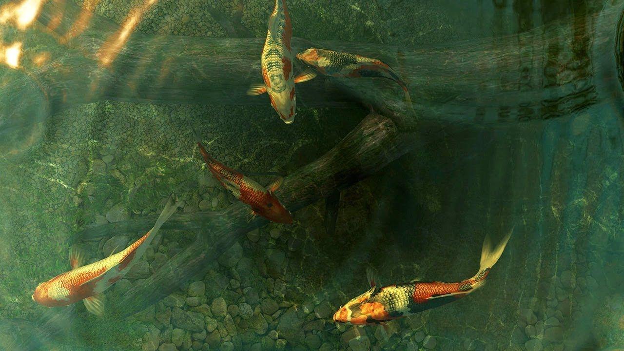 Live Koi Fish 4K Wallpapers Top Free Live Koi Fish 4K Backgrounds