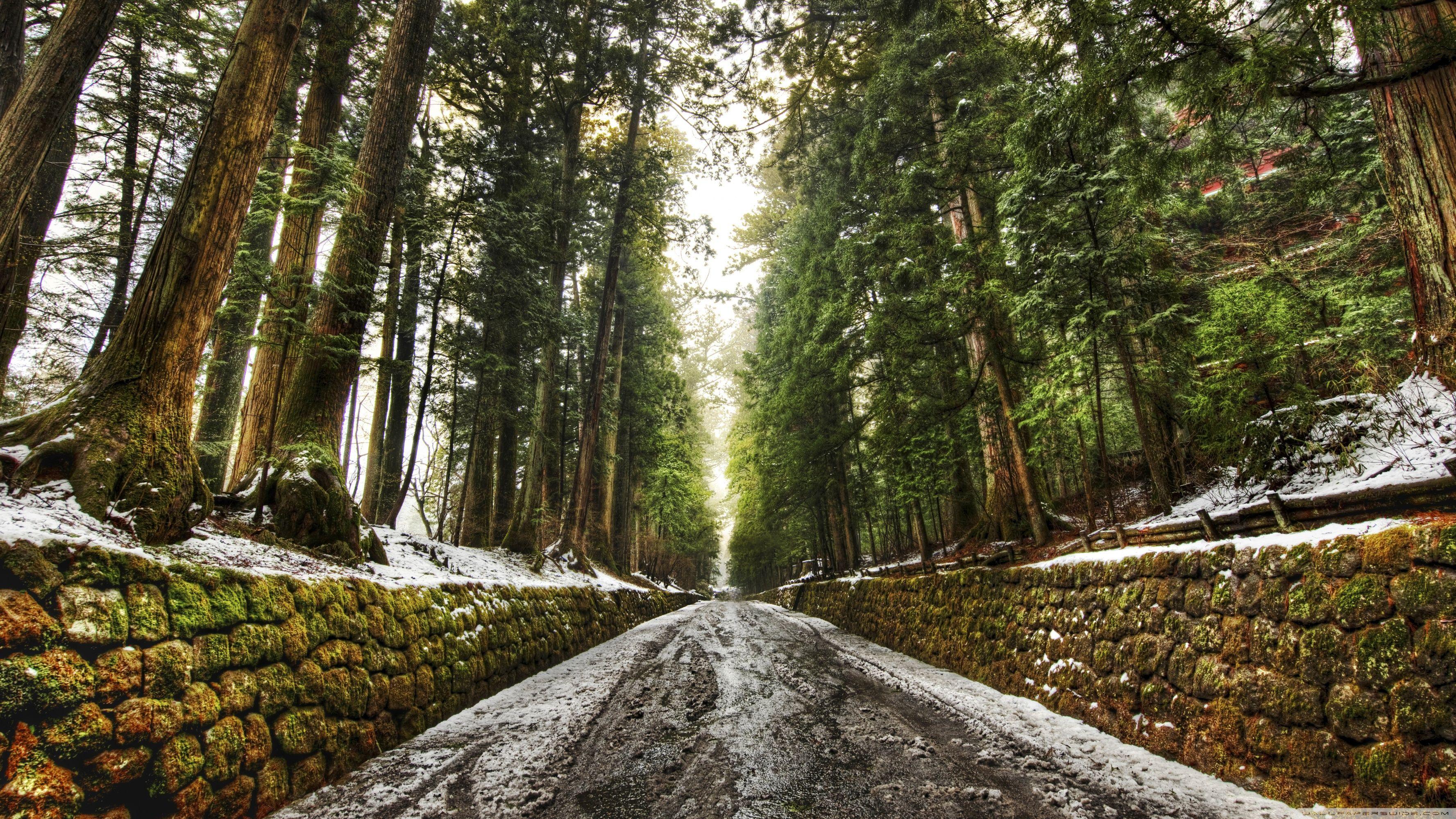 3554x1999 Old Forest Alley Ultra HD Desktop Background Wallpaper for 4K UHD