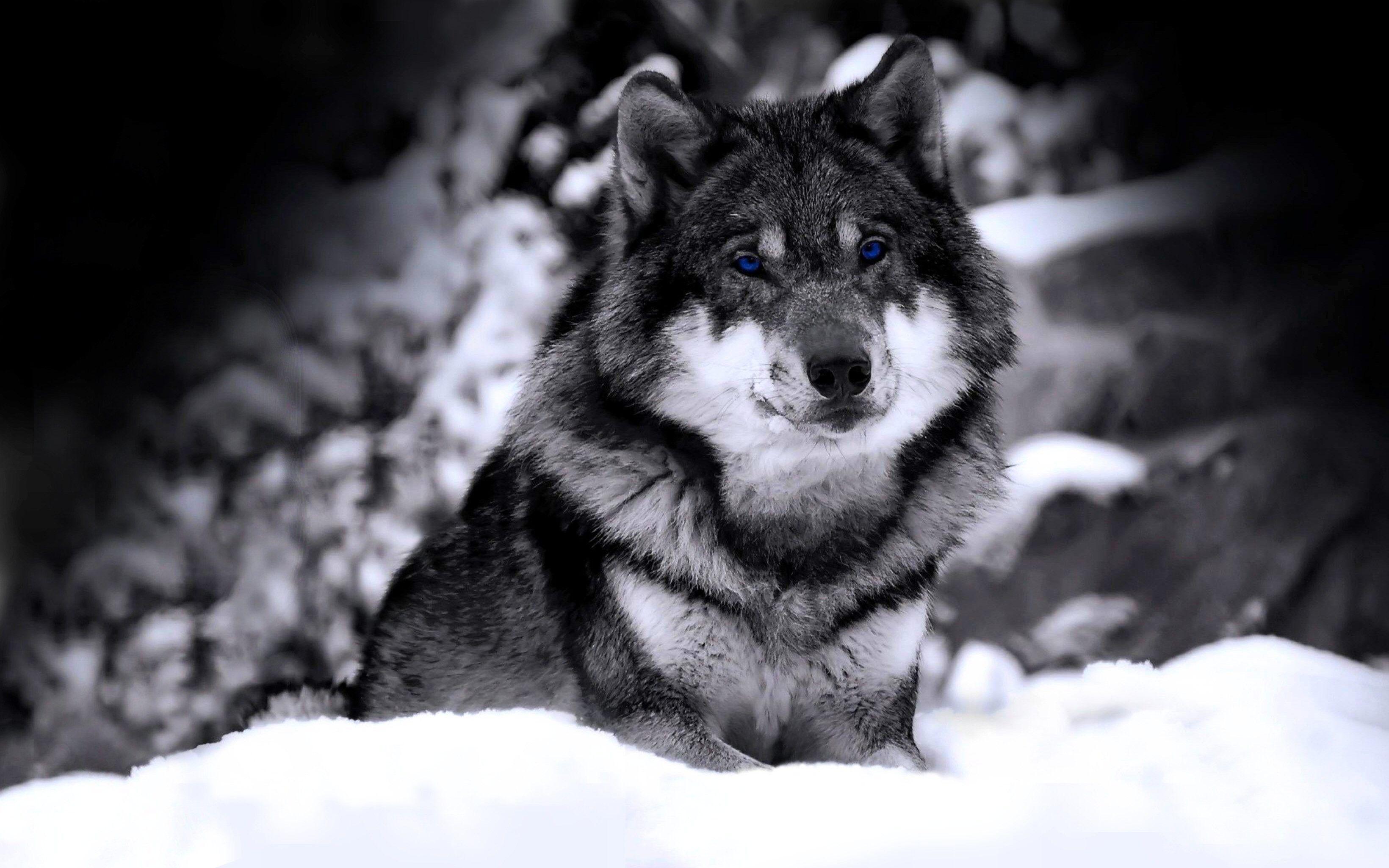 3280x2050 Wolves Wallpaper