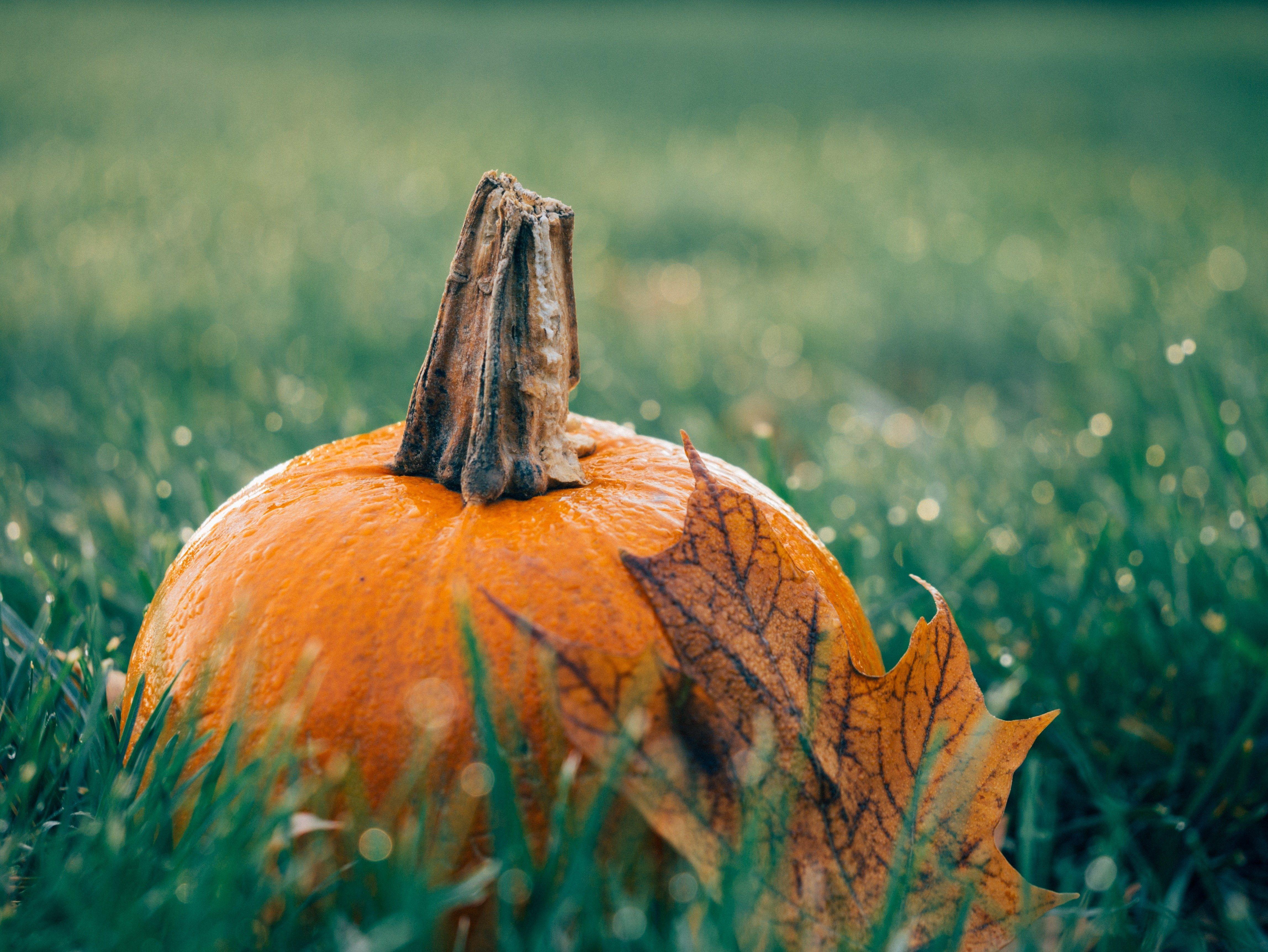 4592x3448 4k pumpkin HD wallpaper (4592x3448). Pumpkin