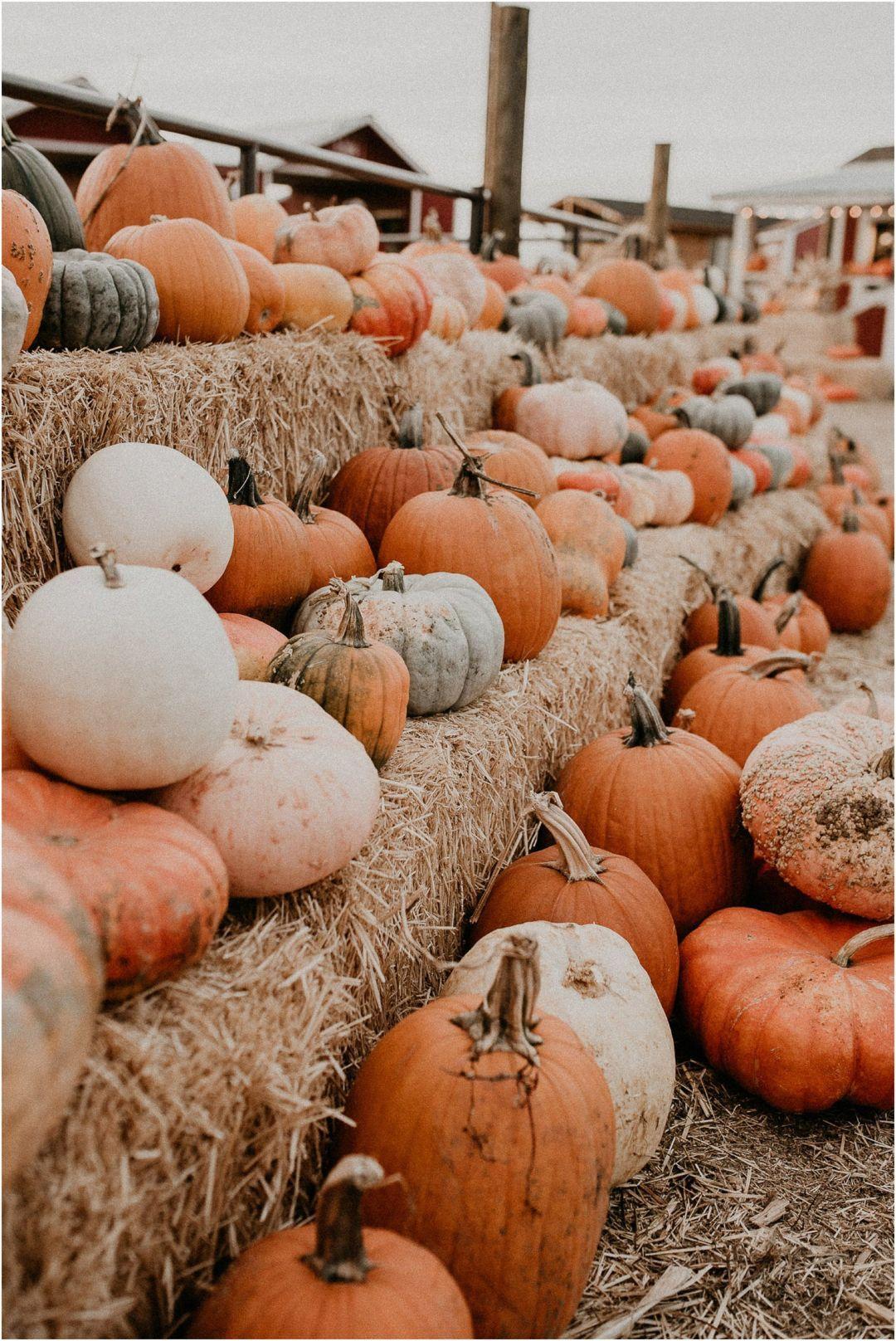 1080x1616 Aesthetic Pumpkin, iPhone, Desktop HD