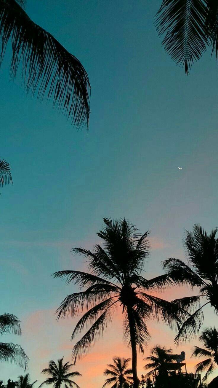 736x1308 Wallpaper. Beach wallpaper iphone, Beach