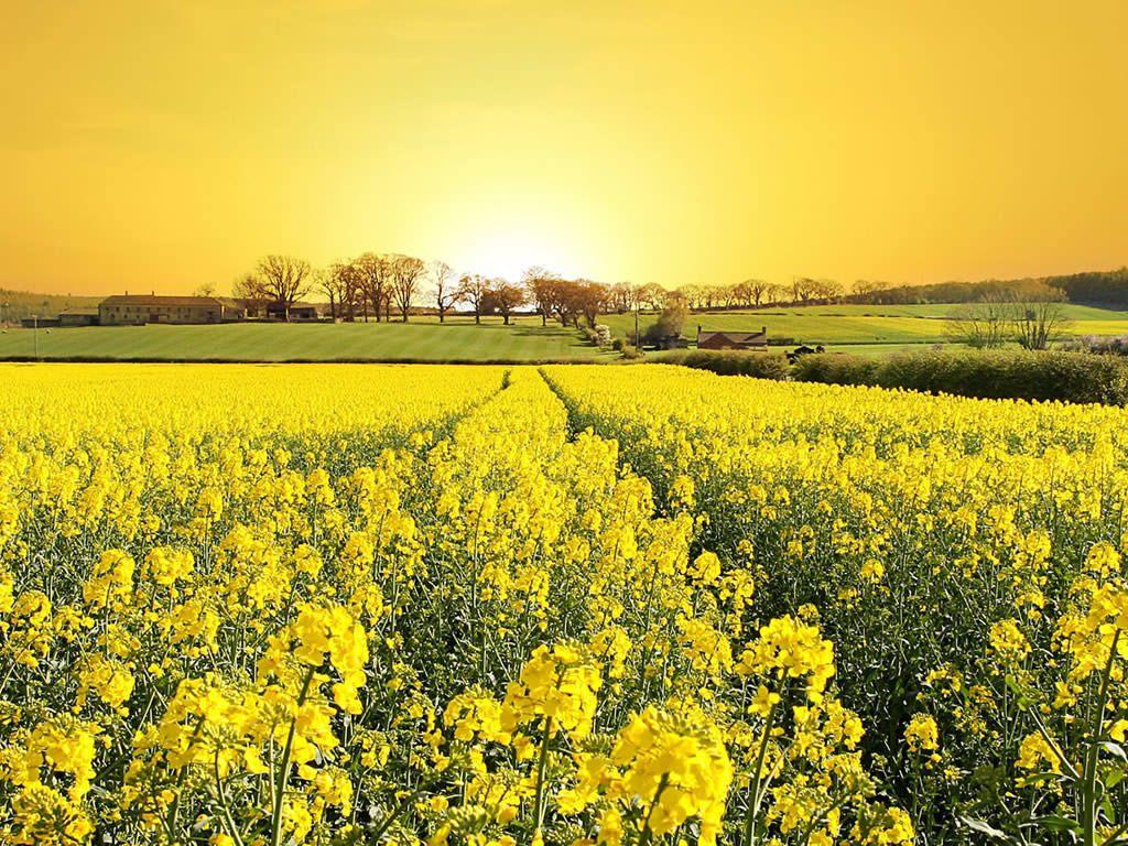 1024x768 1024x768 Spring Wallpaper