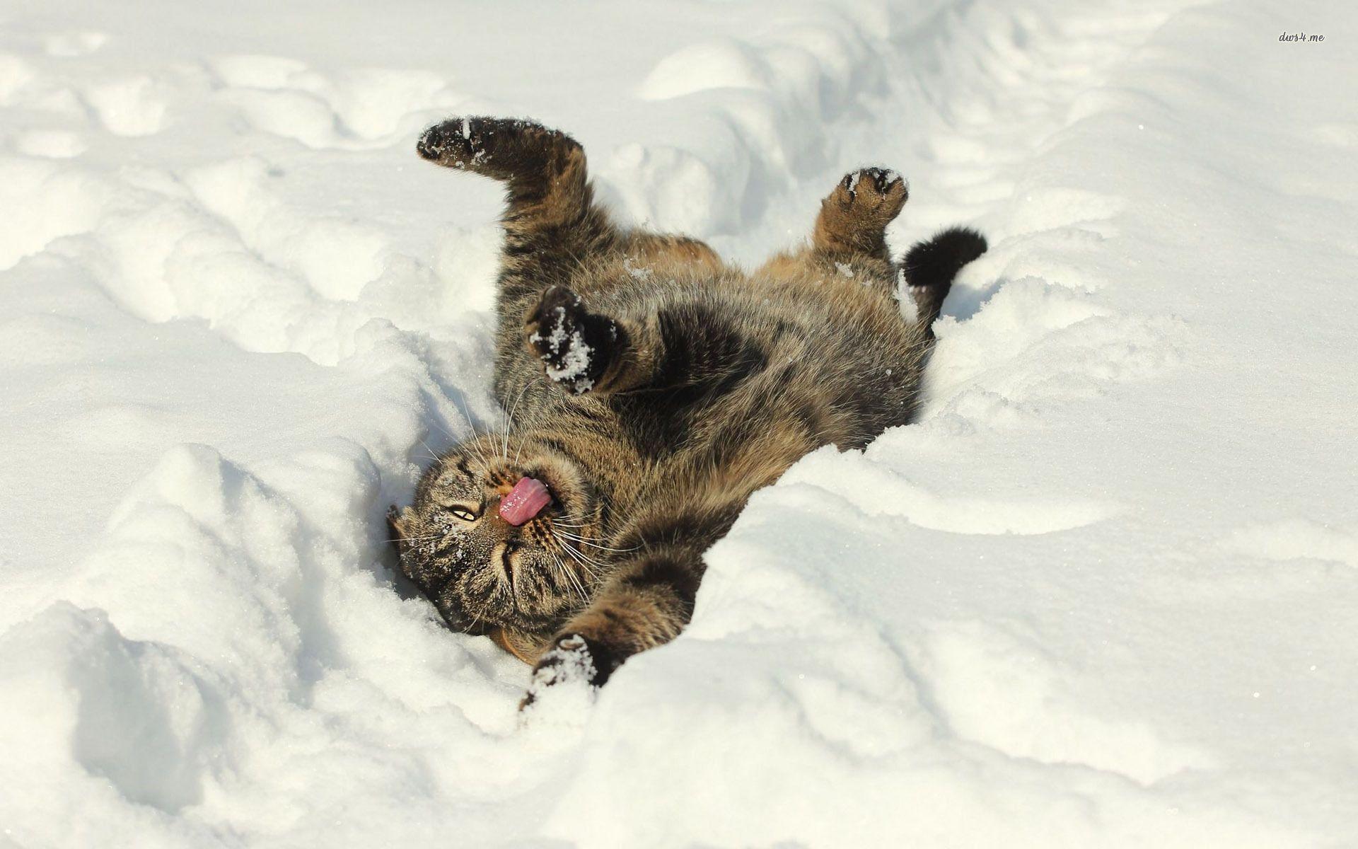 1920x1200 Winter Animal Wallpaper Image Free Download > SubWallpaper