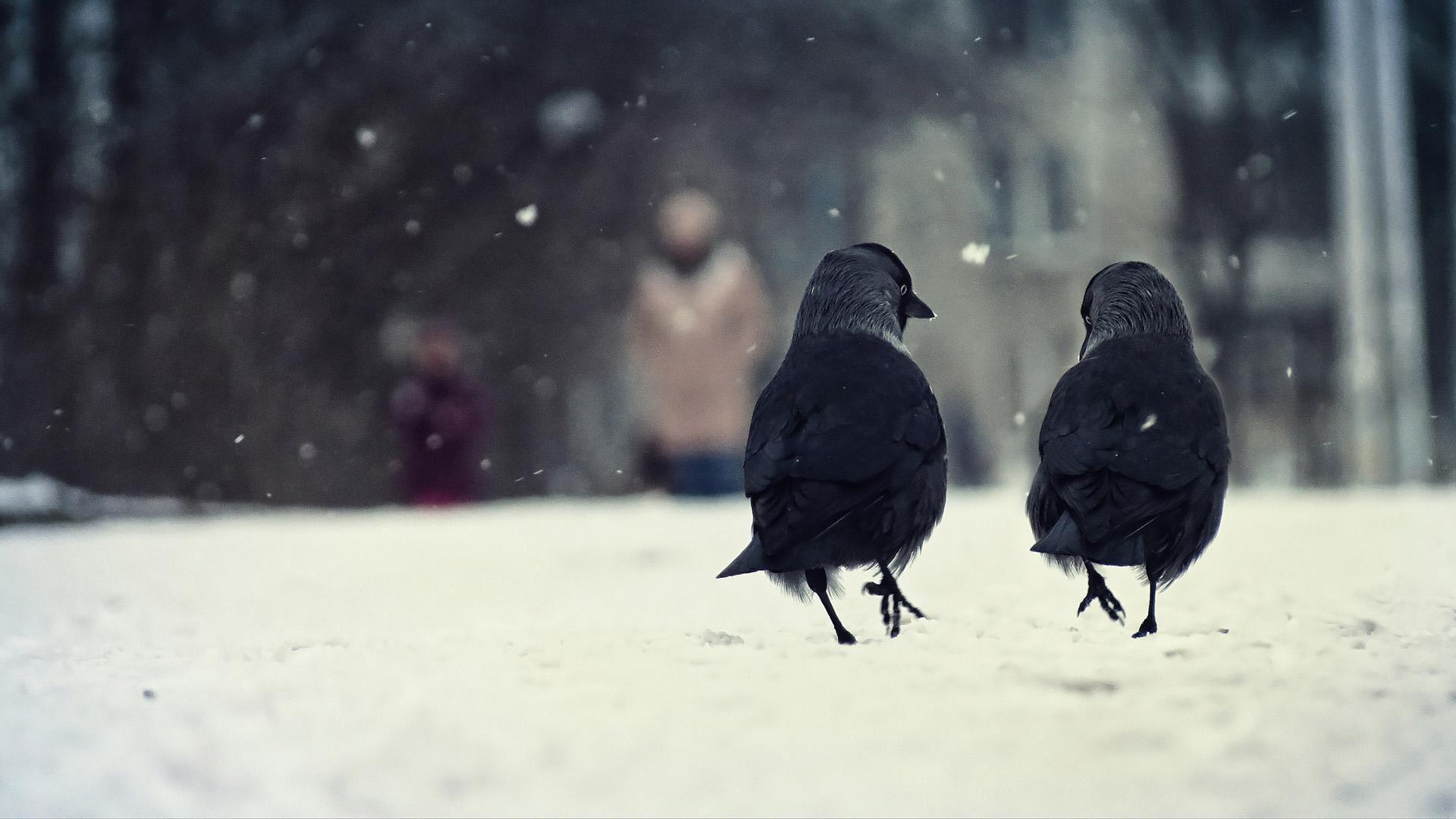 Cute Winter Animal Wallpapers - Top Free Cute Winter Animal Backgrounds