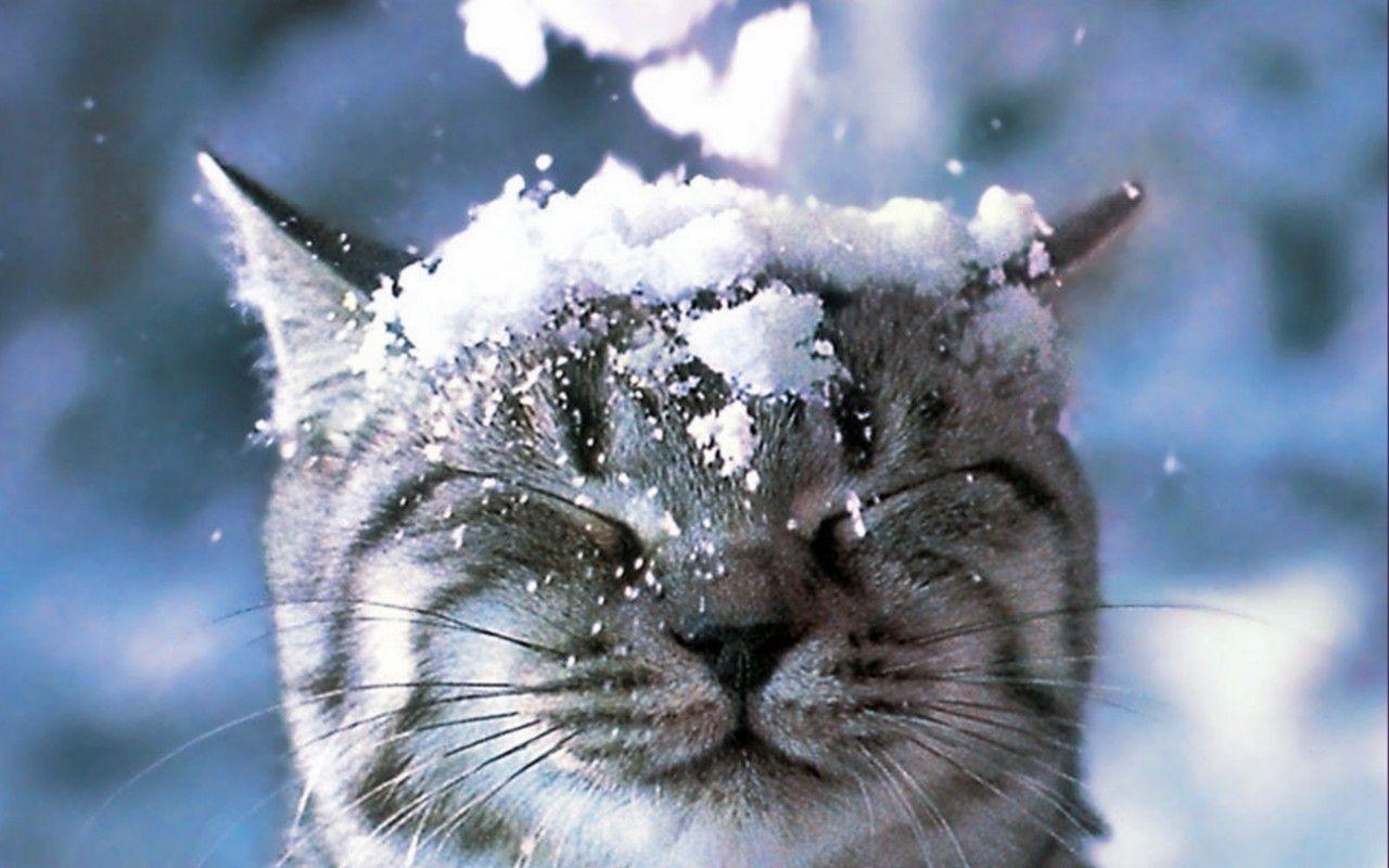 Winter Animals Desktop Wallpapers Top Free Winter Animals Desktop