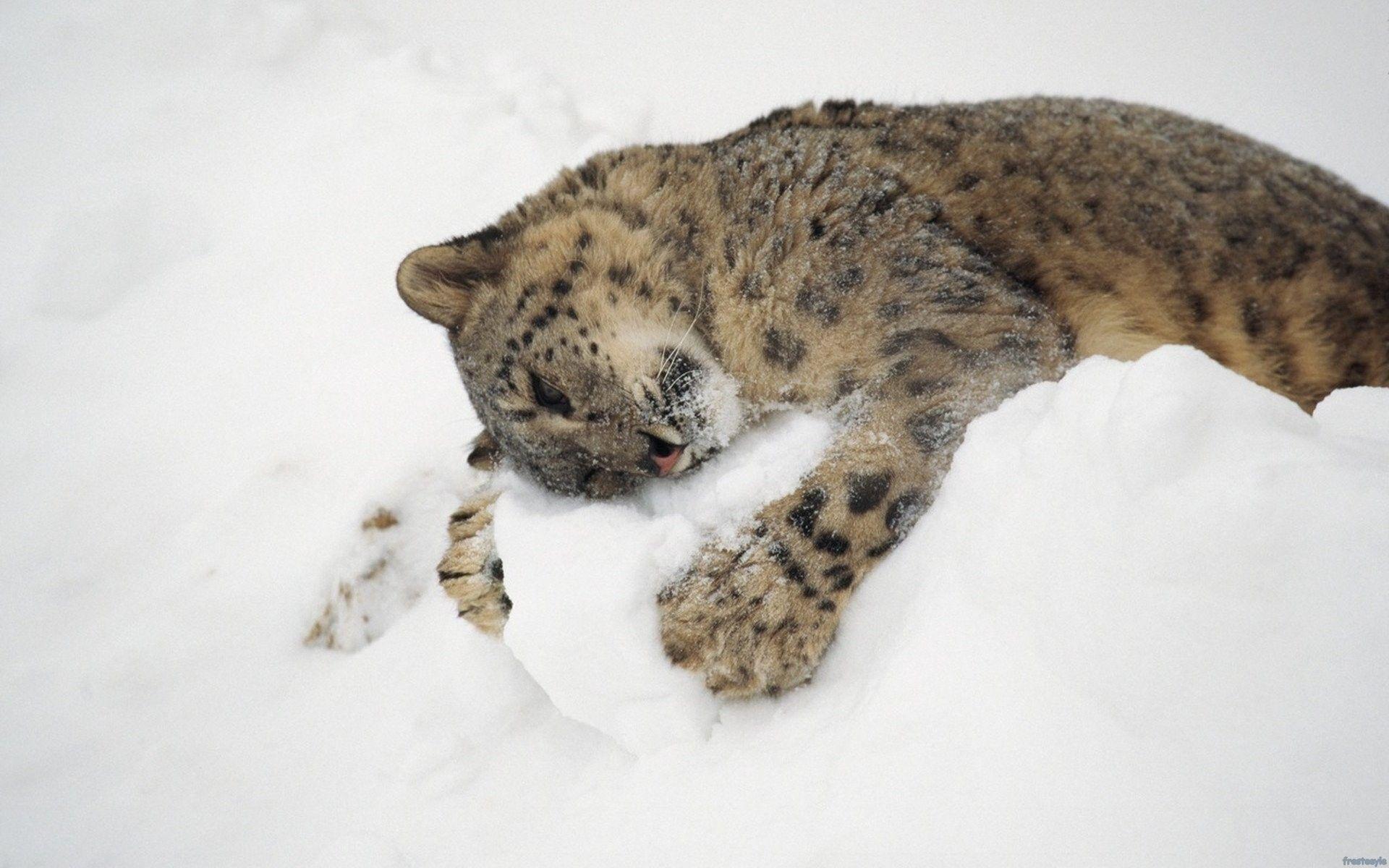 1920x1200 Winter Wildlife Wallpaper