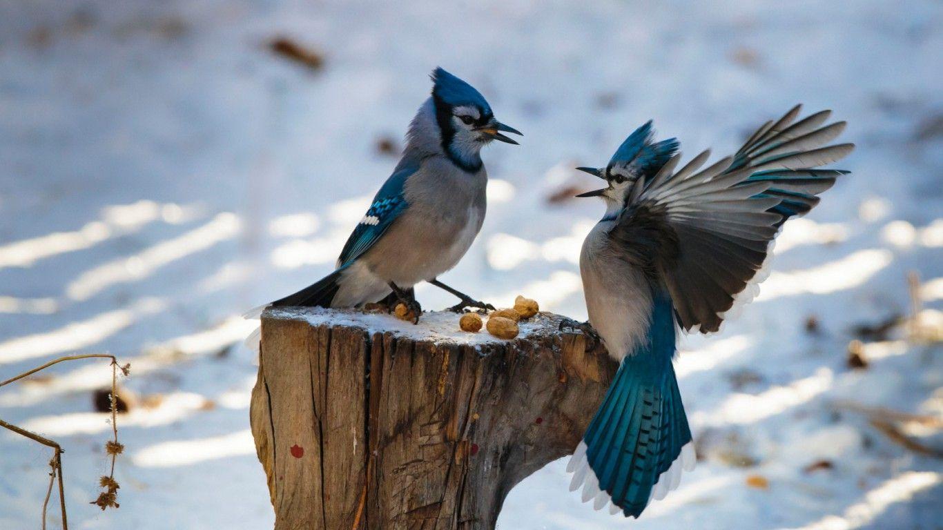 1366x768 Winter Wildlife Wallpaper Gallery (71 Plus) PIC WPW5010623
