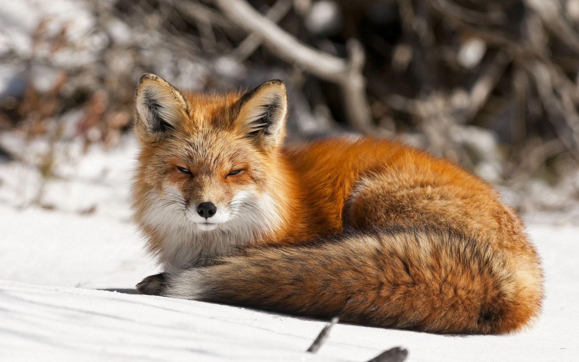 1920x1200 Animals: Nature Snow Winter Foxes Animals Photo Background for HD 16