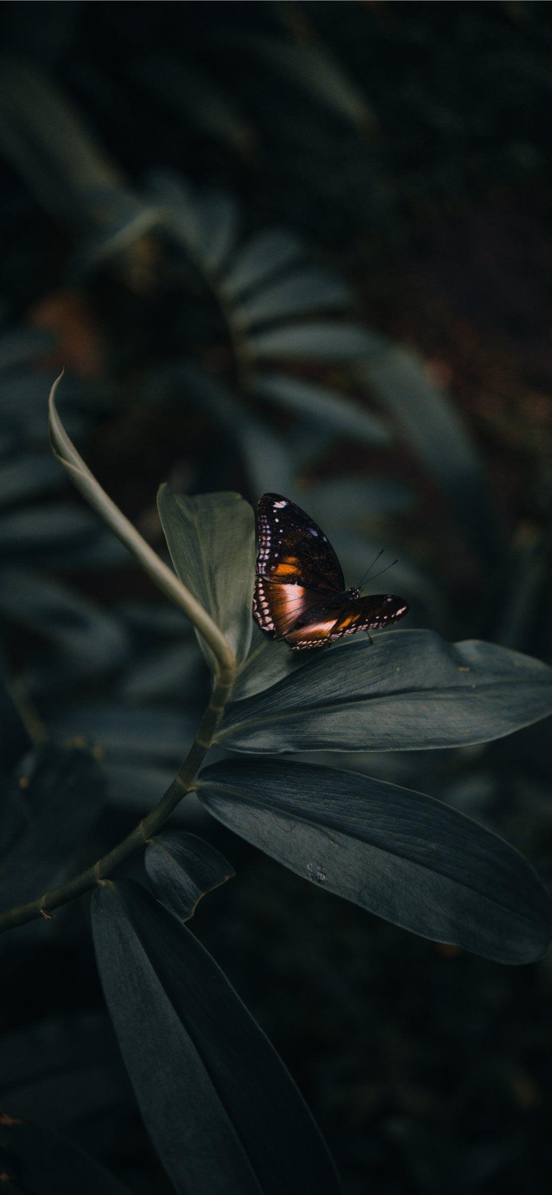 1125x2436 iPhone Aesthetic Butterfly Wallpaper Pink