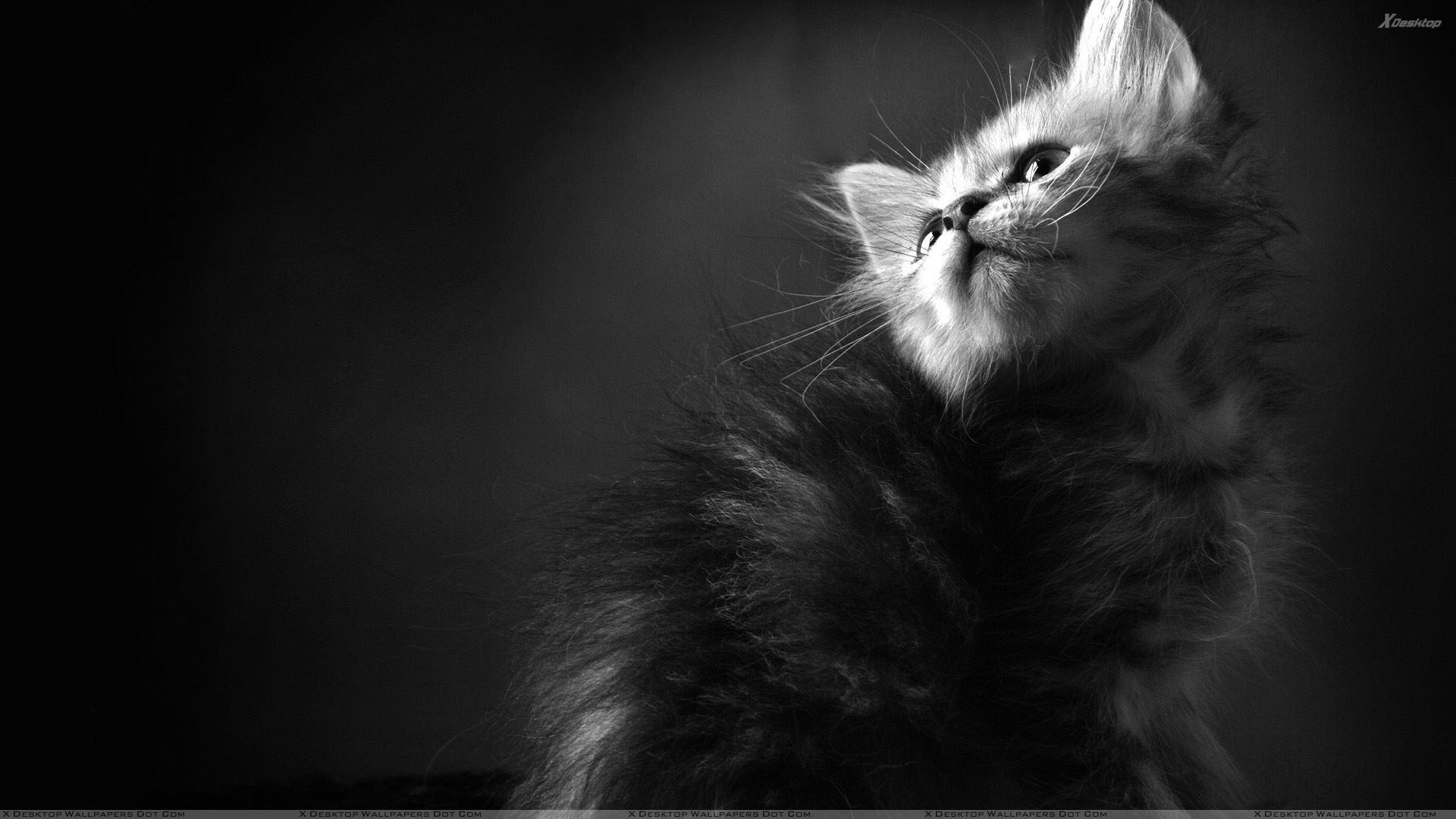 1920x1080 White Cat Desktop Wallpaper
