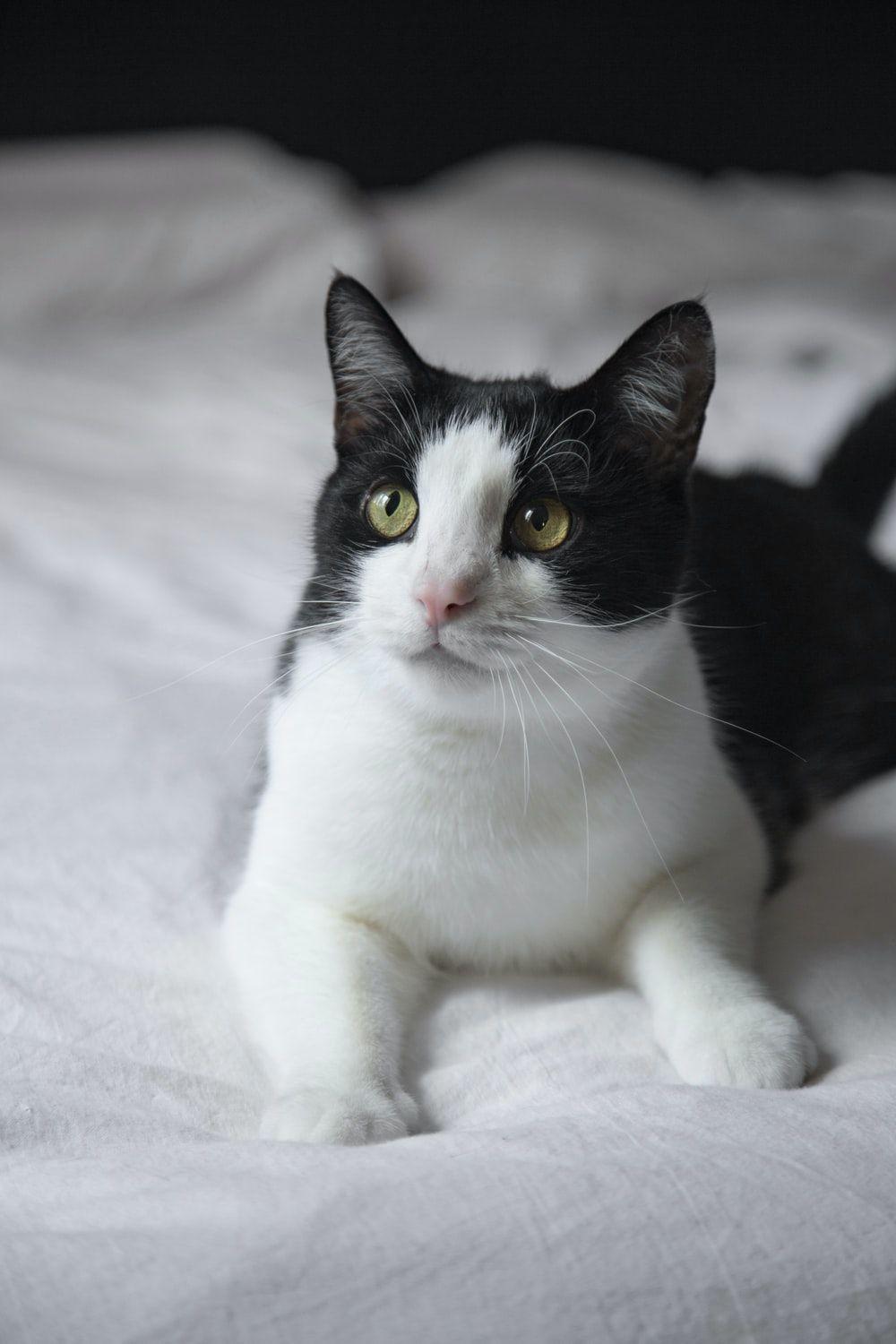 1000x1500 Tuxedo Cat Picture. Download Free Image