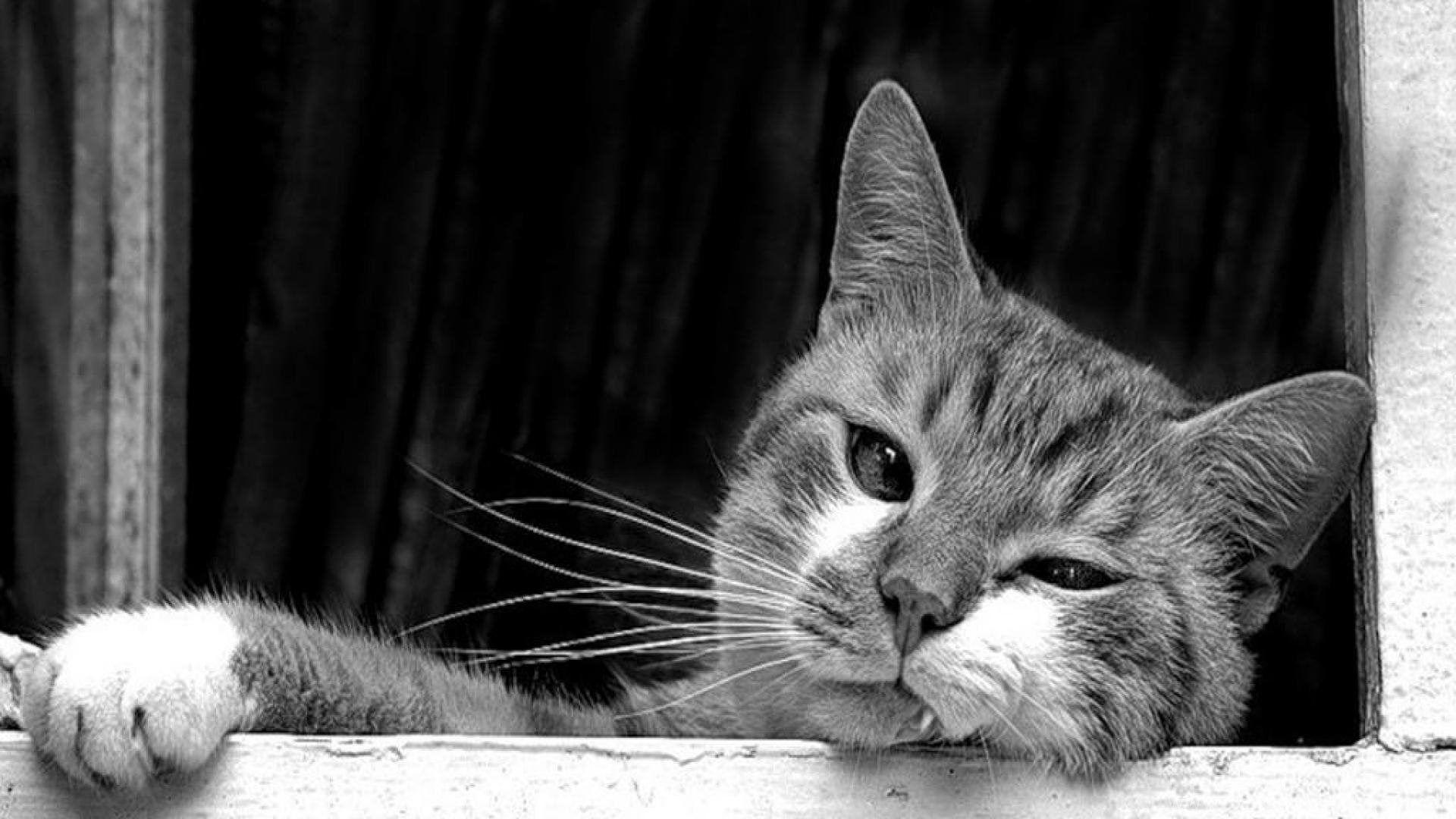 1920x1080 Black And White Cat Wallpaper Desktop Background
