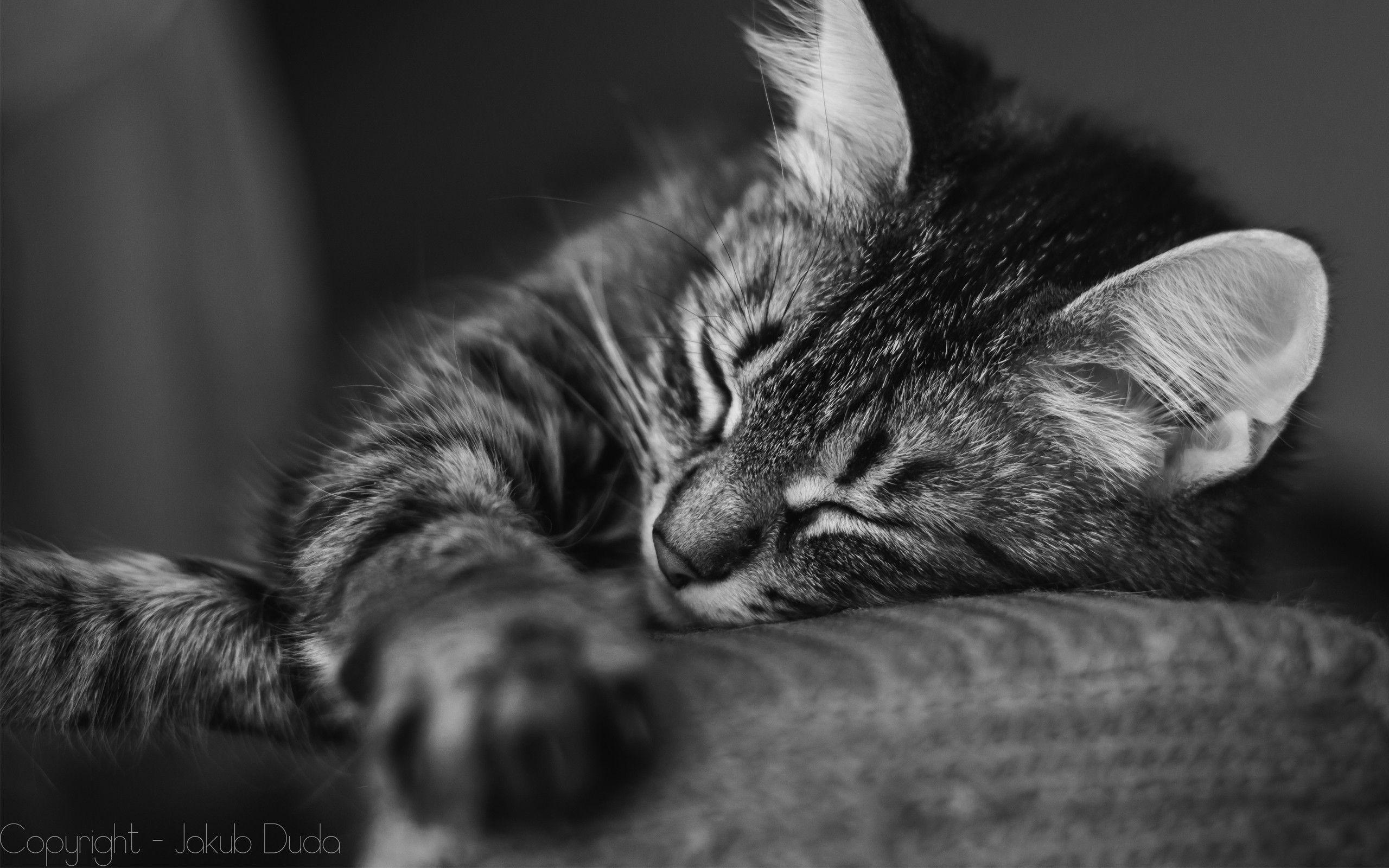 2560x1600 black and white cats animals bokeh monochrome kittens portraits