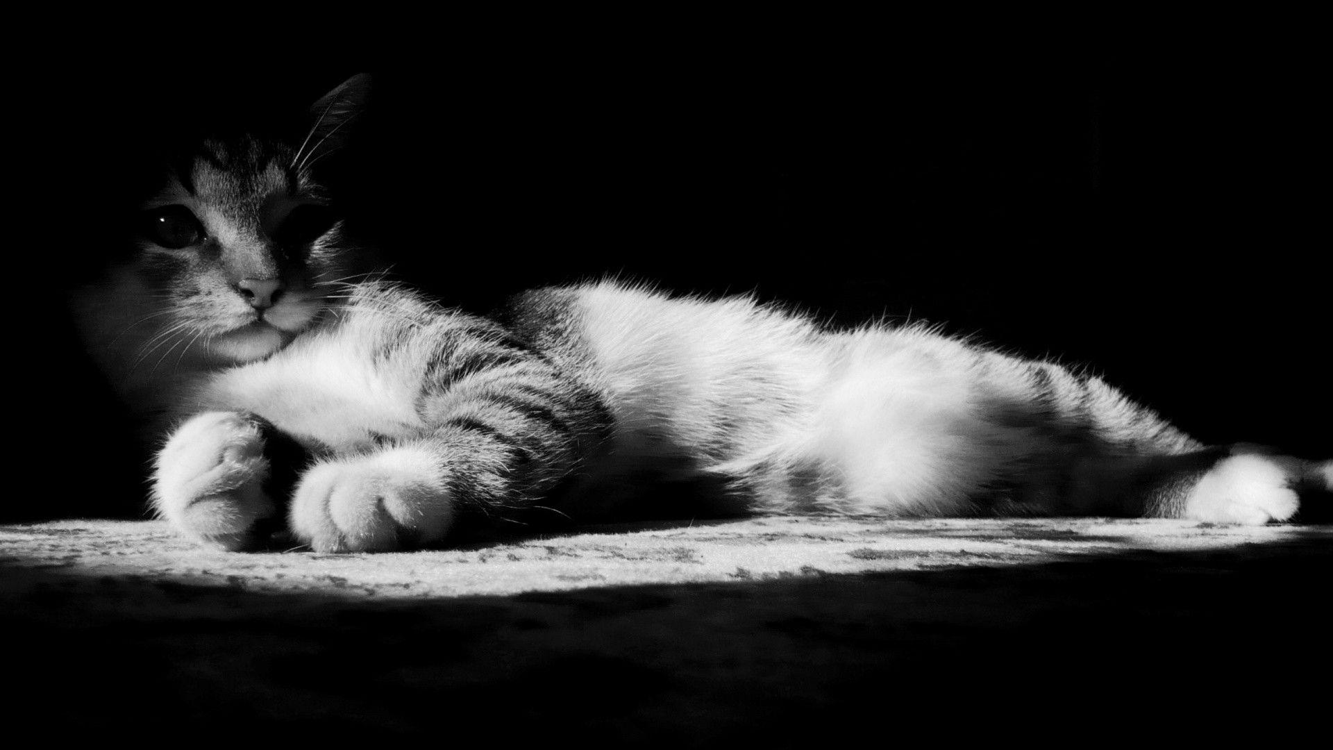 Black And White Cat HD Wallpapers - Top Free Black And White Cat HD