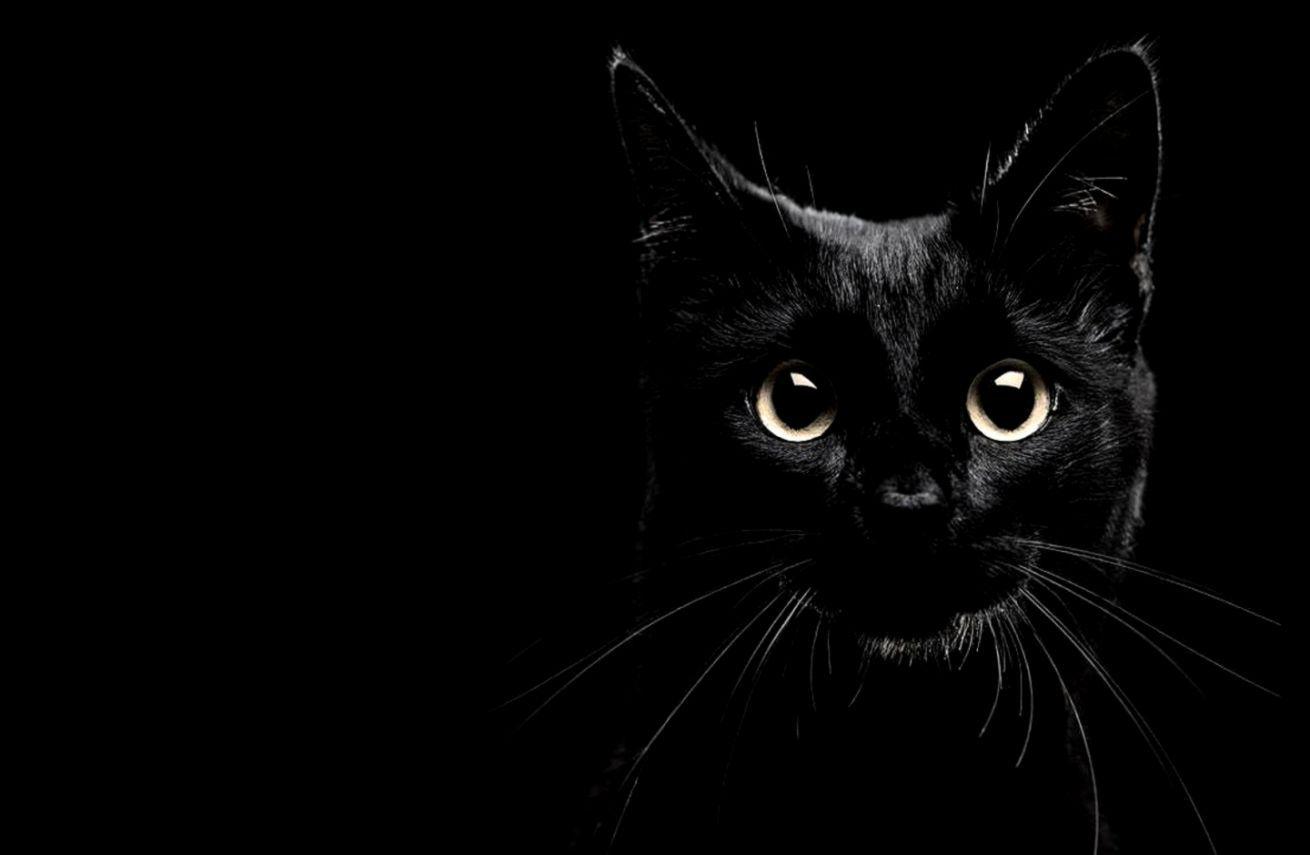 1310x855 Black Cat Wallpaper HD